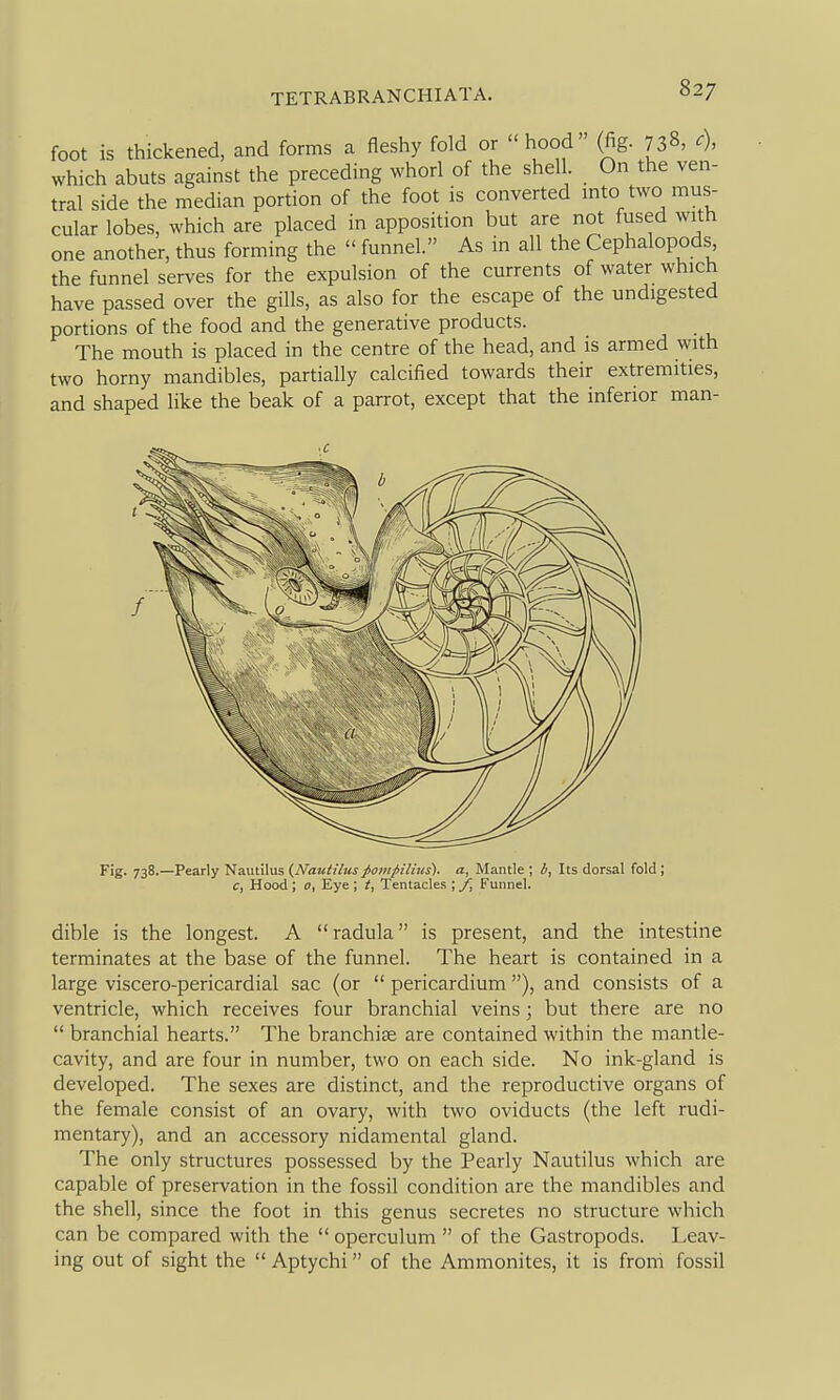 foot is thickened, and forms a fleshy fold or hood (fig. n^, c), which abuts against the preceding whorl of the shell. On the ven- tral side the median portion of the foot is converted mto two mus- cular lobes, which are placed in apposition but are not fused with one another, thus forming the  funnel. As in all the Cephalopods the funnel serves for the expulsion of the currents of water which have passed over the gills, as also for the escape of the undigested portions of the food and the generative products. The mouth is placed in the centre of the head, and is armed with two horny mandibles, partially calcified towards their extremities, and shaped like the beak of a parrot, except that the inferior man- Fig. 738.—Pearly Nautilus (^Nautilus j>o>npilius). a, Mantle ; i, Its dorsal fold ; c, Hood ; 0, Eye ; t. Tentacles ; f, Funnel. dible is the longest. A  radula is present, and the intestine terminates at the base of the funnel. The heart is contained in a large viscero-pericardial sac (or  pericardium ), and consists of a ventricle, which receives four branchial veins; but there are no  branchial hearts. The branchiae are contained within the mantle- cavity, and are four in number, two on each side. No ink-gland is developed. The sexes are distinct, and the reproductive organs of the female consist of an ovary, with two oviducts (the left rudi- mentary), and an accessory nidamental gland. The only structures possessed by the Pearly Nautilus which are capable of preservation in the fossil condition are the mandibles and the shell, since the foot in this genus secretes no structure which can be compared with the  operculum  of the Gastropods. Leav- ing out of sight the  Aptychi of the Ammonites, it is from fossil