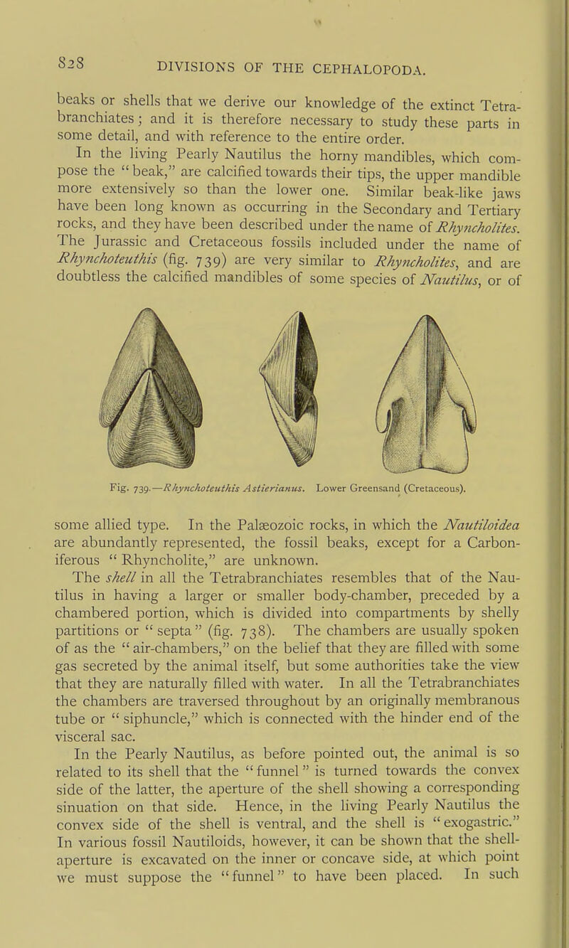 beaks or shells that we derive our knowledge of the extinct Tetra- branchiates; and it is therefore necessary to study these parts in some detail, and with reference to the entire order. In the living Pearly Nautilus the horny mandibles, which com- pose the  beak, are calcified towards their tips, the upper mandible more extensively so than the lower one. Similar beak-like jaws have been long known as occurring in the Secondary and Tertiary rocks, and they have been described under the name o{ Rhyiicholites. The Jurassic and Cretaceous fossils included under the name of Rhynchoteuthis (fig. 739) are very similar to Rhyncholites, and are doubtless the calcified mandibles of some species of Nautilus, or of Fig- 739.—Rhynchoteuthis Astierianus. Lower Greensand (Cretaceous). some allied type. In the Palaeozoic rocks, in which the Natitiloidea are abundantly represented, the fossil beaks, except for a Carbon- iferous  Rhyncholite, are unknown. The shell in all the Tetrabranchiates resembles that of the Nau- tilus in having a larger or smaller body-chamber, preceded by a chambered portion, which is divided into compartments by shelly partitions or  septa (fig. 738). The chambers are usually spoken of as the air-chambers, on the belief that they are filled with some gas secreted by the animal itself, but some authorities take the view that they are naturally filled with water. In all the Tetrabranchiates the chambers are traversed throughout by an originally membranous tube or  siphuncle, which is connected with the hinder end of the visceral sac. In the Pearly Nautilus, as before pointed out, the animal is so related to its shell that the  funnel is turned towards the convex side of the latter, the aperture of the shell showing a corresponding sinuation on that side. Hence, in the living Pearly Nautilus the convex side of the shell is ventral, and the shell is  exogastric. In various fossil Nautiloids, however, it can be shown that the shell- aperture is excavated on the inner or concave side, at which point we must suppose the funnel to have been placed. In such