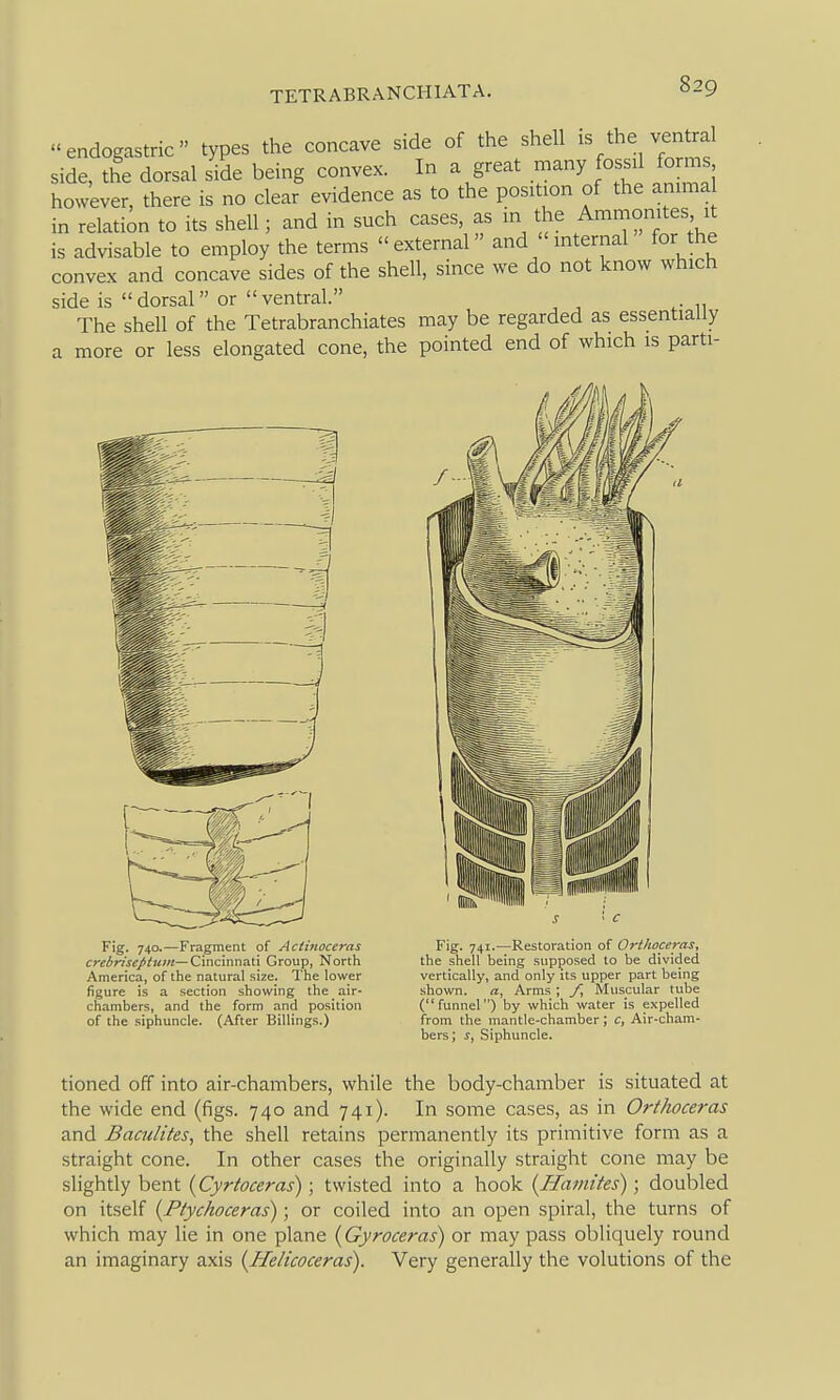 endogastric types the concave side of the shell /he ven ral side, the dorsal side being convex. In a great many fossil forms however, there is no dear evidence as to the position of the amma in relation to its shell; and in such cases as in the Ammonites it is advisable to employ the terms external and internal for the convex and concave sides of the shell, since we do not know which side is dorsal or ventral. The shell of the Tetrabranchiates may be regarded as essentially a more or less elongated cone, the pointed end of which is parti- Fig. 740.—Fragment of Actinoceras crebriseptum—Cmcmmti Group, North America, of the natural size. The lower figure is a section showing the air- chambers, and the form and position of the siphuncle. (After Billings.) Fig. 741.—Restoration of Orthoceras, the shell being supposed to be divided vertically, and only its upper part being shown. a. Arms ; f. Muscular tube (funnel) by which water is expelled from the mantle-chamber; c, Air-cham- bers ; ^, Siphuncle. tioned off into air-chambers, while the body-chamber is situated at the wide end (figs. 740 and 741). In some cases, as in Orthoceras and Baculites, the shell retains permanently its primitive form as a straight cone. In other cases the originally straight cone may be slightly bent {Cyrtoceras); twisted into a hook {Hamites); doubled on itself (Ptychoceras); or coiled into an open spiral, the turns of which may lie in one plane {Gyroceras) or may pass obliquely round an imaginary axis {Helicoceras). Very generally the volutions of the