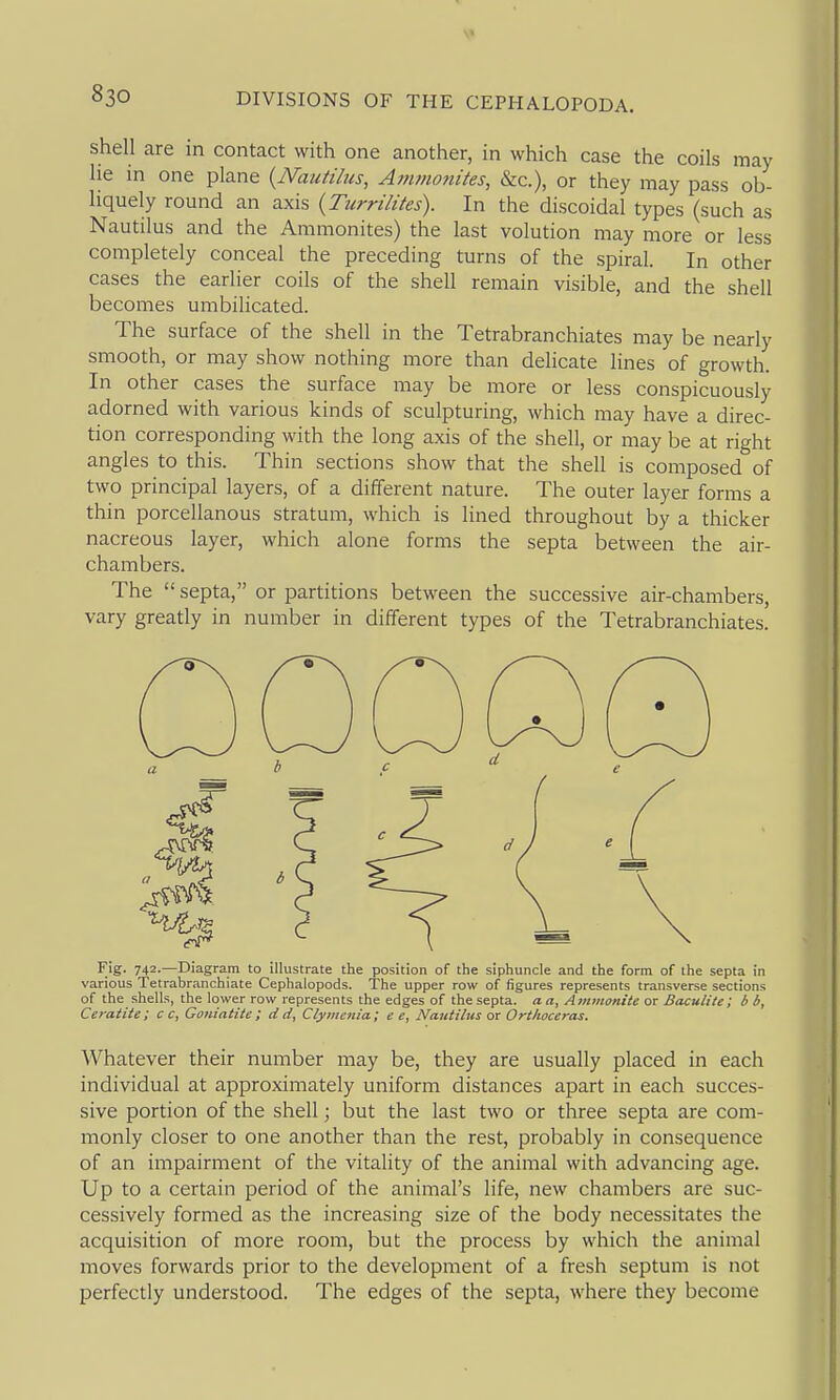 shell are in contact with one another, in which case the coils may he in one plane {Nauiilus, Afftmonites, &c.), or they may pass ob- liquely round an axis {Turrilites). In the discoidal types (such as Nautilus and the Ammonites) the last volution may more or less completely conceal the preceding turns of the spiral. In other cases the earlier coils of the shell remain visible, and the shell becomes umbilicated. The surface of the shell in the Tetrabranchiates may be nearly smooth, or may show nothing more than delicate lines of growth. In other cases the surface may be more or less conspicuously adorned with various kinds of sculpturing, which may have a direc- tion corresponding with the long axis of the shell, or may be at right angles to this. Thin sections show that the shell is composed of two principal layers, of a different nature. The outer layer forms a thin porcellanous stratum, which is lined throughout by a thicker nacreous layer, which alone forms the septa between the air- chambers. The  septa, or partitions between the successive air-chambers, vary greatly in number in different types of the Tetrabranchiates. Fig. 742-—Diagram to illustrate the position of the siphuncle and the form of the septa in various Tetrabranchiate Cephalopods. The upper row of figures represents transverse sections of the shells, the lower row represents the edges of the septa, a a, Ammonite or Baculite; b b, Ceratite; c c, Gotiiatiie ; d d, Clymenia; e e. Nautilus or Ortlioceras. Whatever their number may be, they are usually placed in each individual at approximately uniform distances apart in each succes- sive portion of the shell; but the last two or three septa are com- monly closer to one another than the rest, probably in consequence of an impairment of the vitality of the animal with advancing age. Up to a certain period of the animal's life, new chambers are suc- cessively formed as the increasing size of the body necessitates the acquisition of more room, but the process by which the animal moves forwards prior to the development of a fresh septum is not perfectly understood. The edges of the septa, where they become a b c e