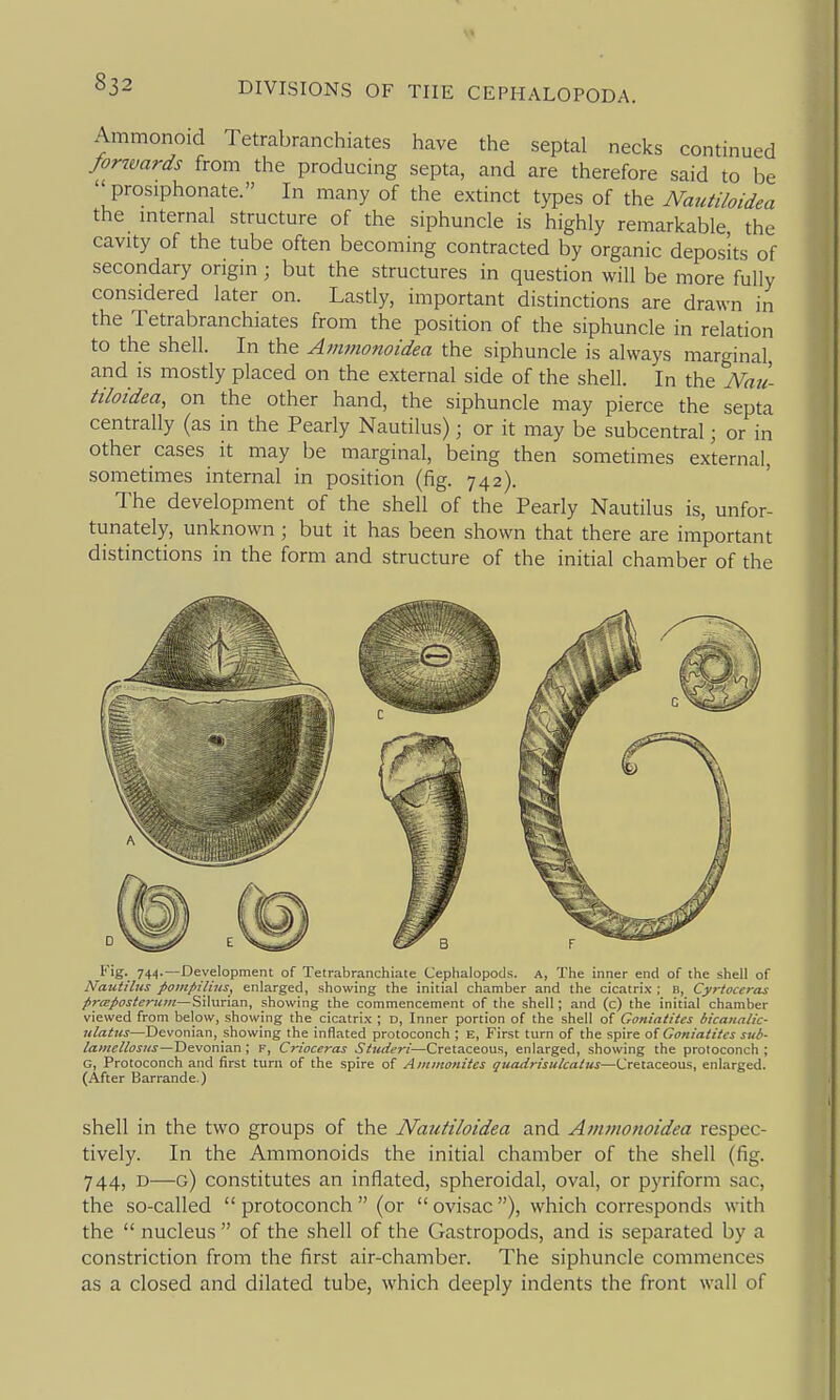 Ammonoid Tetrabranchiates have the septal necks continued forimrds froni the producing septa, and are therefore said to be prosiphonate. In many of the extinct types of the Nautiloidea the internal structure of the siphuncle is highly remarkable, the cavity of the tube often becoming contracted by organic deposits of secondary origin; but the structures in question will be more fully considered later on. Lastly, important distinctions are drawn in the Tetrabranchiates from the position of the siphuncle in relation to the shell. In the Atmnonoidea the siphuncle is always marginal and is mostly placed on the external side of the shell. In the Nail tiloidea, on the other hand, the siphuncle may pierce the septa centrally (as in the Pearly Nautilus); or it may be subcentral; or in other cases it may be marginal, being then sometimes external, sometimes internal in position (fig. 742). The development of the shell of the Pearly Nautilus is, unfor- tunately, unknown; but it has been shown that there are important distinctions in the form and structure of the initial chamber of the Fig. 744.—Development of Tetrabranchiate Cephalopods. a, The inner end of the shell of Nautilus pompilins, enlarged, showing the initial chamber and the cicatrix ; b, Cyrtoceras pr<Epostertiin—Silurian, showing the commencement of the shell; and (c) the initial chamber viewed from below, showing the cicatrix ; d. Inner portion of the shell of Goniatites bicanalic- ulatus—Devonian, showing the inflated protoconch ; E, First turn of the spire o{Gotiiatites sub- lameilosus—Devonian ; f, Crioceras Studeri—Cretaceous, enlarged, showing the protoconch ; G, Protoconch and first turn of the spire of Ammonites quadrisulcatus—Cretaceous, enlarged. (After Barrande.) shell in the two groups of the Nautiloidea and Ammonoidea respec- tively. In the Ammonoids the initial chamber of the shell (fig. 744, D—g) constitutes an inflated, spheroidal, oval, or pyriform sac, the so-called  protoconch  (or  ovisac ), which corresponds with the  nucleus  of the shell of the Gastropods, and is separated by a constriction from the first air-chamber. The siphuncle commences as a closed and dilated tube, which deeply indents the front wall of