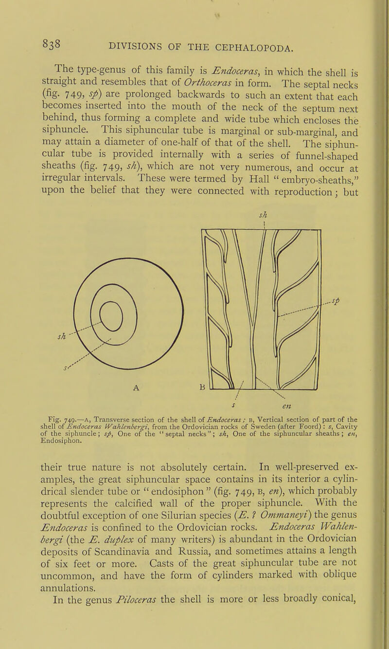 The type-genus of this family is Endoceras, in which the shell is straight and resembles that of Orthoceras in form. The septal necks (fig. 749, sp) are prolonged backwards to such an extent that each becomes inserted into the mouth of the neck of the septum next behind, thus forming a complete and wide tube which encloses the siphuncle. This siphuncular tube is marginal or sub-marginal, and may attain a diameter of one-half of that of the shell. The siphun- cular tube is provided internally with a series of funnel-shaped sheaths (fig. 749, sh\ which are not very numerous, and occur at irregular intervals. These were termed by Hall  embryo-sheaths, upon the belief that they were connected with reproduction; but sh Fig. 749.—A, Transverse section of the shell of Endoceras ; B, Vertical section of part of the shell of Endoceras IVahlenbergi, from the Ordovician rocks of Sweden (after Foord): s. Cavity of the siphuncle; sp. One of the septal necks; sh. One of the siphuncular sheaths; en, Endosiphon. their true nature is not absolutely certain. In well-preserved ex- amples, the great siphuncular space contains in its interior a cylin- drical slender tube or  endosiphon  (fig. 749, b, en), which probably represents the calcified wall of the proper siphuncle. With the doubtful exception of one Silurian species {E. ? Ommaneyi) the genus Endoceras is confined to the Ordovician rocks. Endocei-as Wahlen- bergi (the E. duplex of many writers) is abundant in the Ordovician deposits of Scandinavia and Russia, and sometimes attains a length of six feet or more. Casts of the great siphuncular tube are not uncommon, and have the form of cylinders marked with oblique annulations. In the genus Piloceras the shell is more or less broadly conical.