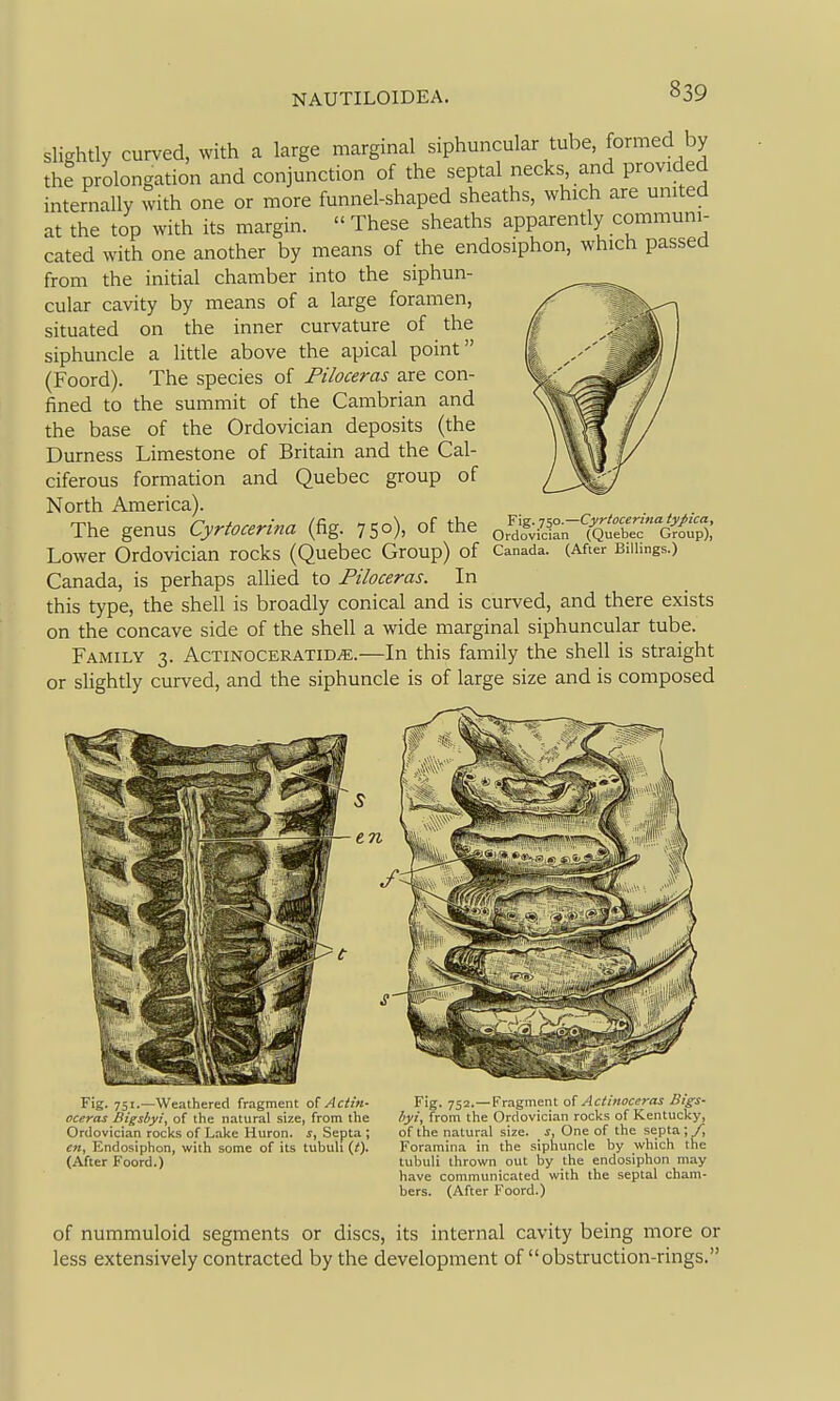 slightly curved, with a large marginal siphuncular tube formed by the prolongation and conjunction of the septal necks and provided internally with one or more funnel-shaped sheaths, which are united at the top with its margin. These sheaths apparently communi- cated with one another by means of the endosiphon, which passed from the initial chamber into the siphun- cular cavity by means of a large foramen, situated on the inner curvature of the siphuncle a little above the apical point (Foord). The species of Piloceras are con- fined to the summit of the Cambrian and the base of the Ordovician deposits (the Durness Limestone of Britain and the Cal- ciferous formation and Quebec group of North America). The genus Cyrtocerina (fig. 75°), of the 0rd?;il^:n?QtbeTg^^;' Lower Ordovician rocks (Quebec Group) of Canada. (After Biiimgs.) Canada, is perhaps allied to Piloceras. In this type, the shell is broadly conical and is curved, and there exists on the concave side of the shell a wide marginal siphuncular tube. Family 3. AcTiNOCERATiDiE.—In this family the shell is straight or slightly curved, and the siphuncle is of large size and is composed Fig. 751.—Weathered fragment of Actin- oceras Bigsbyi, of the natural size, from the Ordovician rocks of Lake Huron, s. Septa ; en, Endosiphon, with some of its tubuli {i). (After Foord.) Fig. 752.—Frri,_ Ictinocsras Bigs- byi, from the Ordovician rocks of Kentucky, of the natural size. J, One of the septa ; /, Foramina in the siphuncle by which the tubuli thrown out by the endosiphon may have communicated with the septal cham- bers. (After Foord.) of nummuloid segments or discs, its internal cavity being more or less extensively contracted by the development of obstruction-rings.