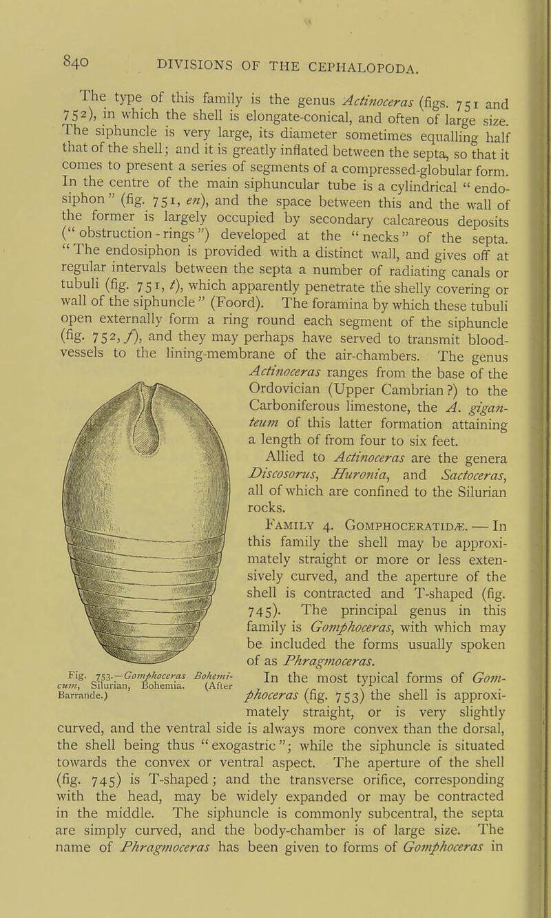 The type of this family is the genus Actinoceras {?ig5. -j^i and 752), in which the shell is elongate-conical, and often of large size. The siphuncle is very large, its diameter sometimes equalling half that of the shell; and it is greatly inflated between the septa, so that it comes to present a series of segments of a compressed-globular form. In the centre of the main siphuncular tube is a cylindrical  endo- siphon (fig. 751, en), and the space between this and the wall of the former is largely occupied by secondary calcareous deposits ( obstruction-rings) developed at the necks of the septa.  The endosiphon is provided with a distinct wall, and gives off at regular intervals between the septa a number of radiating canals or tubuli (fig. 751, /), which apparently penetrate the shelly covering or wall of the siphuncle  (Foord). The foramina by which these tubuli open externally form a ring round each segment of the siphuncle (fig- 752,/), and they may perhaps have served to transmit blood- vessels to the lining-membrane of the air-chambers. The genus Actinoceras ranges from the base of the Ordovician (Upper Cambrian ?) to the Carboniferous limestone, the A. gigan- teum of this latter formation attaining a length of from four to six feet. Allied to Actifioceras are the genera Discosonis, Huronia, and Sactoceras, all of which are confined to the Silurian rocks. Family 4. GoMPHOCERAXiDiE. — In this family the shell may be approxi- mately straight or more or less exten- sively curved, and the aperture of the shell is contracted and T-shaped (fig. 745). The principal genus in this family is Goinphoceras, with which may be included the forms usually spoken of as Phragmoceras. In the most typical forms of Gom- Barr'ande.) ' phoceros (fig. 753) the shell is approxi- mately straight, or is very slightly curved, and the ventral side is always more convex than the dorsal, the shell being thus  exogastric; while the siphuncle is situated towards the convex or ventral aspect. The aperture of the shell (fig. 745) is T-shaped; and the transverse orifice, corresponding with the head, may be widely expanded or may be contracted in the middle. The siphuncle is commonly subcentral, the septa are simply curved, and the body-chamber is of large size. The name of Phragmoceras has been given to forms of Got/iphoceras in Fig. 753.—Goinphoceras Boheiiii-