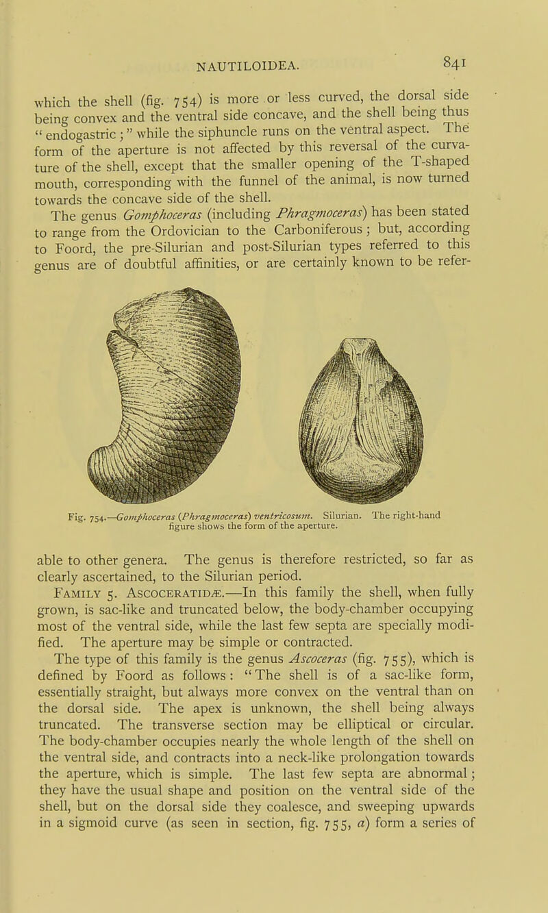 which the shell (fig. 754) is more or less curved, the dorsal side being convex and the ventral side concave, and the shell being thus  endogastric; while the siphuncle runs on the ventral aspect. The form of the aperture is not affected by this reversal of the curva- ture of the shell, except that the smaller opening of the T-shaped mouth, corresponding with the funnel of the animal, is now turned towards the concave side of the shell. The genus Gomphoceras (including Phragmoceras) has been stated to range from the Ordovician to the Carboniferous ; but, according to Foord, the pre-Silurian and post-Silurian types referred to this genus are of doubtful affinities, or are certainly known to be refer- Fig. 754.—Gomphoceras {Phragmoceras) ventricosum. Silurian. The right-hand figure shows the form of the aperture. able to other genera. The genus is therefore restricted, so far as clearly ascertained, to the Silurian period. Family 5. AscocERATiDi^:.—In this family the shell, when fully grown, is sac-like and truncated below, the body-chamber occupying most of the ventral side, while the last few septa are specially modi- fied. The aperture may be simple or contracted. The type of this family is the genus Ascoceras (fig. 755), which is defined by Foord as follows :  The shell is of a sac-like form, essentially straight, but always more convex on the ventral than on the dorsal side. The apex is unknown, the shell being always truncated. The transverse section may be elliptical or circular. The body-chamber occupies nearly the whole length of the shell on the ventral side, and contracts into a neck-like prolongation towards the aperture, which is simple. The last few septa are abnormal; they have the usual shape and position on the ventral side of the shell, but on the dorsal side they coalesce, and sweeping upwards in a sigmoid curve (as seen in section, fig. 755, a) form a series of