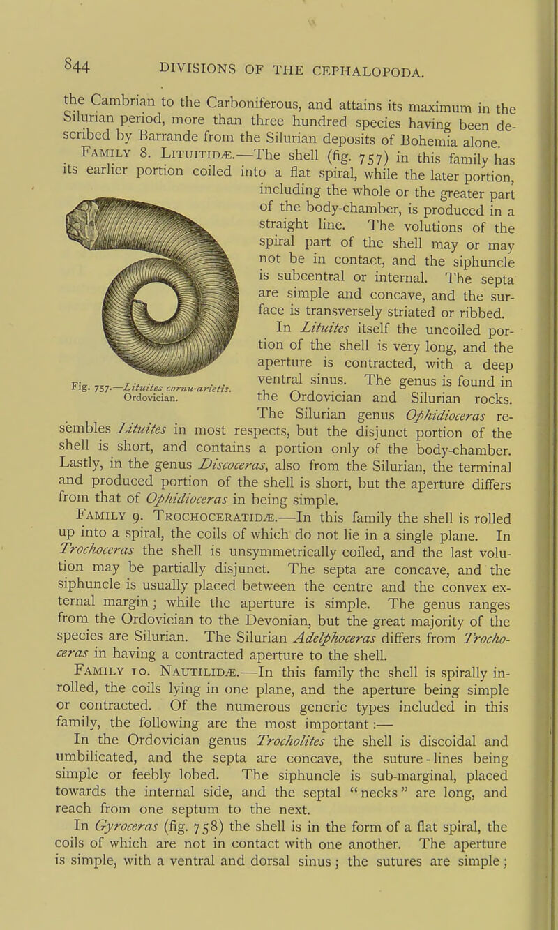 the Cambrian to the Carboniferous, and attains its maximum in the bilunan period, more than three hundred species having been de- scribed by Barrande from the Silurian deposits of Bohemia alone Family 8. Lituitid^.—The shell (fig. 757) in this family has Its earlier portion coiled into a fiat spiral, while the later portion, including the whole or the greater part of the body-chamber, is produced in a straight line. The volutions of the spiral part of the shell may or may not be in contact, and the siphuncle is subcentral or internal. The septa are simple and concave, and the sur- face is transversely striated or ribbed. In Lituites itself the uncoiled por- tion of the shell is very long, and the aperture is contracted, with a deep Fig. .^.^Lituites cor,.u.aneHs. [^^^^^ f ^he genus is found in Ordovician. the Ordovician and Silurian rocks. The Silurian genus Ophidioceras re- sembles Lituites in most respects, but the disjunct portion of the shell is short, and contains a portion only of the body-chamber. Lastly, in the genus JJiscoceras, also from the Silurian, the terminal and produced portion of the shell is short, but the aperture differs from that of Ophidioceras in being simple. Family 9. Trochoceratid^.—In this family the shell is rolled up into a spiral, the coils of which do not lie in a single plane. In Trochoceras the shell is unsymmetrically coiled, and the last volu- tion may be partially disjunct. The septa are concave, and the siphuncle is usually placed between the centre and the convex ex- ternal margin; while the aperture is simple. The genus ranges from the Ordovician to the Devonian, but the great majority of the species are Silurian. The Silurian Adelphoceras differs from Trocho- ceras in having a contracted aperture to the shell. Family 10. Nautilid^.—In this family the shell is spirally in- rolled, the coils lying in one plane, and the aperture being simple or contracted. Of the numerous generic types included in this family, the following are the most important:— In the Ordovician genus Trocholites the shell is discoidal and umbilicated, and the septa are concave, the suture-lines being simple or feebly lobed. The siphuncle is sub-marginal, placed towards the internal side, and the septal necks are long, and reach from one septum to the next. In Gyroceras (fig. 758) the shell is in the form of a flat spiral, the coils of which are not in contact with one another. The aperture is simple, with a ventral and dorsal sinus; the sutures are simple;