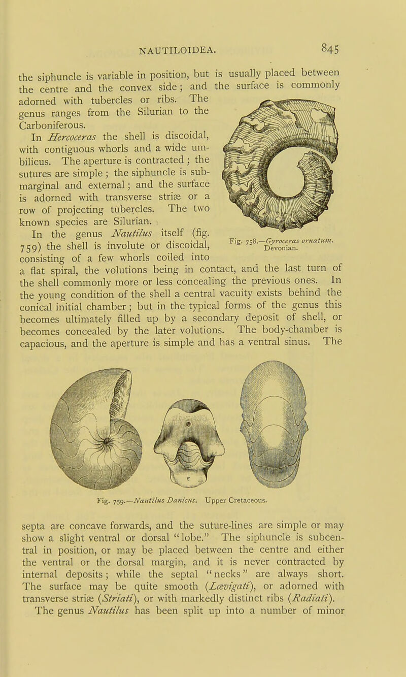 the siphuncle is variable in position, but is usually placed between the centre and the convex side] and the surface is commonly adorned with tubercles or ribs. The genus ranges from the Silurian to the Carboniferous. In Hercoceras the shell is discoidal, with contiguous whorls and a wide um- bilicus. The aperture is contracted ; the sutures are simple \ the siphuncle is sub- marginal and external; and the surface is adorned with transverse strise or a row of projecting tubercles. The two known species are Silurian. In the genus Nautihis itself (fig. 759) the shell is involute or discoidal, consisting of a few whorls coiled into a flat spiral, the volutions being in contact, and the last turn of the shell commonly more or less concealing the previous ones. In the young condition of the shell a central vacuity exists behind the conical initial chamber; but in the typical forms of the genus this becomes ultimately filled up by a secondary deposit of shell, or becomes concealed by the later volutions. The body-chamber is capacious, and the aperture is simple and has a ventral sinus. The Fig. 758.—Gyroceras omaium. Devonian. J' 'g- 759-—Nautilus DanicHS. Upper Cretaceous. septa are concave forwards, and the suture-lines are simple or may show a slight ventral or dorsal  lobe. The siphuncle is subcen- tral in position, or may be placed between the centre and either the ventral or the dorsal margin, and it is never contracted by internal deposits; while the septal  necks are always short. The surface may be quite smooth {Lavigati\ or adorned with transverse striae (Striati), or with markedly distinct ribs {Radiaii). The genus Nautilus has been split up into a number of minor