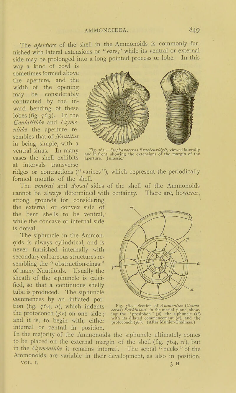 Fig. 763.—Stephanoceras Brackcnridgii, viewed laterally and in front, showing the extensions of the margin of the aperture. Jurassic The aperture of the shell in the Ammonoids is commonly fur- nished with lateral extensions or  ears, while its ventral or external side may be prolonged into a long pointed process or lobe. In this way a kind of cowl is sometimes formed above the aperture, and the width of the opening may be considerably contracted by the in- ward bending of these lobes (fig. 763). In the Goniatitidce and Clyiiie- niidce the aperture re- sembles that of Nautilus in being simple, with a ventral sinus. In many cases the shell exhibits at intervals transverse ridges or contractions (varices), which represent the periodically formed mouths of the shell. The ventral and dorsal sides of the shell of the Ammonoids cannot be always determined with certainty. There are, however, strong grounds for considering the external or convex side of the bent shells to be ventral,' while the concave or internal side is dorsal. The siphuncle in the Ammon- oids is always cylindrical, and is never furnished internally with secondary calcareous structures re- sembling the  obstruction-rings  of many Nautiloids. Usually the sheath of the siphuncle is calci- fied, so that a continuous shelly tube is produced. The siphuncle commences by an inflated por- tion (fig. 764, a\ which indents the protoconch (pr) on one side ; and it is, to begin with, either internal or central in position. In the majority of the Ammonoids the siphuncle ultimately comes to be placed on the external margin of the shell (fig. 764, si), but in the Clymeniidce. it remains internal. The septal  necks  of the Ammonoids are variable in their development, as also in position. VOL. I. • 3 H Fig. 764.—Section of Aiiiiiioititcs (Cosmo- ceras) Parkmsoni, in the mesial plane, show- ing the prosiphon (/>), the siphuncle (,«) with its dilated commencement (a), and the protoconch (/r). (After Munier-Chalmas.)