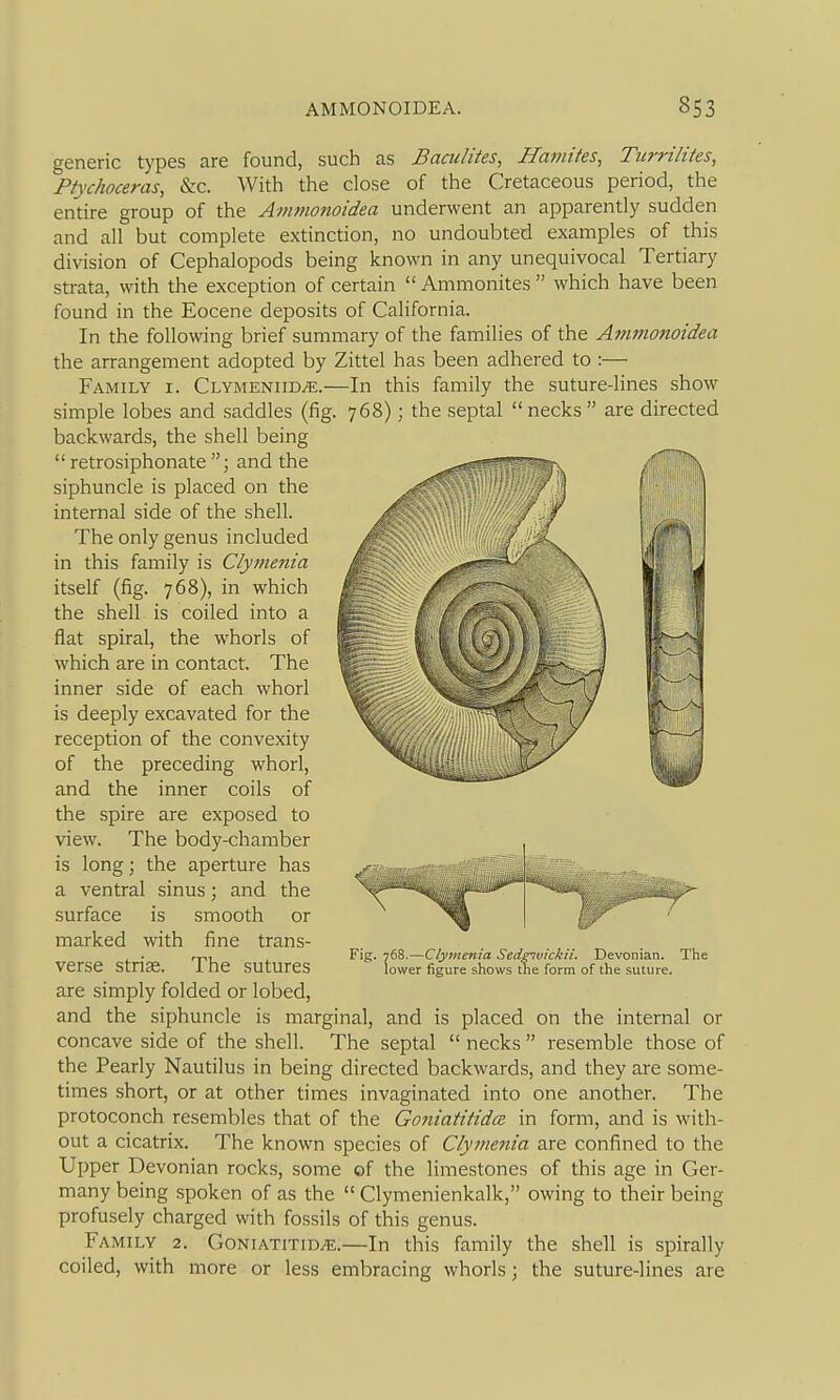 generic types are found, such as Bamlites, Ilamites, Ticrrilites^ Ftychoceras, &c. With the close of the Cretaceous period, the entire group of the Avwionoidea underwent an apparently sudden and all but complete extinction, no undoubted examples of this division of Cephalopods being known in any unequivocal Tertiary strata, with the exception of certain  Ammonites  which have been found in the Eocene deposits of California. In the following brief summary of the families of the Animonoidea the arrangement adopted by Zittel has been adhered to :— Family i. Clymeniid/e.—In this family the suture-lines show simple lobes and saddles (fig. 768); the septal  necks  are directed backwards, the shell being  retrosiphonate and the siphuncle is placed on the internal side of the shell. The only genus included in this family is Clymenia itself (fig. 768), in which the shell is coiled into a flat spiral, the whorls of which are in contact. The inner side of each whorl is deeply excavated for the reception of the convexity of the preceding whorl, and the inner coils of the spire are exposed to view. The body-chamber is long; the aperture has a ventral sinus; and the surface is smooth or marked with fine trans- verse striag. The sutures are simply folded or lobed, and the siphuncle is marginal, and is placed on the internal or concave side of the shell. The septal  necks  resemble those of the Pearly Nautilus in being directed backwards, and they are some- times short, or at other times invaginated into one another. The protoconch resembles that of the Goniatitida. in form, and is with- out a cicatrix. The known species of Clymetiia are confined to the Upper Devonian rocks, some of the limestones of this age in Ger- many being spoken of as the  Clymenienkalk, owing to their being profusely charged with fossils of this genus. Family 2. GoniatitidvE.—In this family the shell is spirally coiled, with more or less embracing whorls; the suture-lines are Fig. 768.—Clymeftia Sedgivickii. Devonian. The lower figure shows the form of the suture.