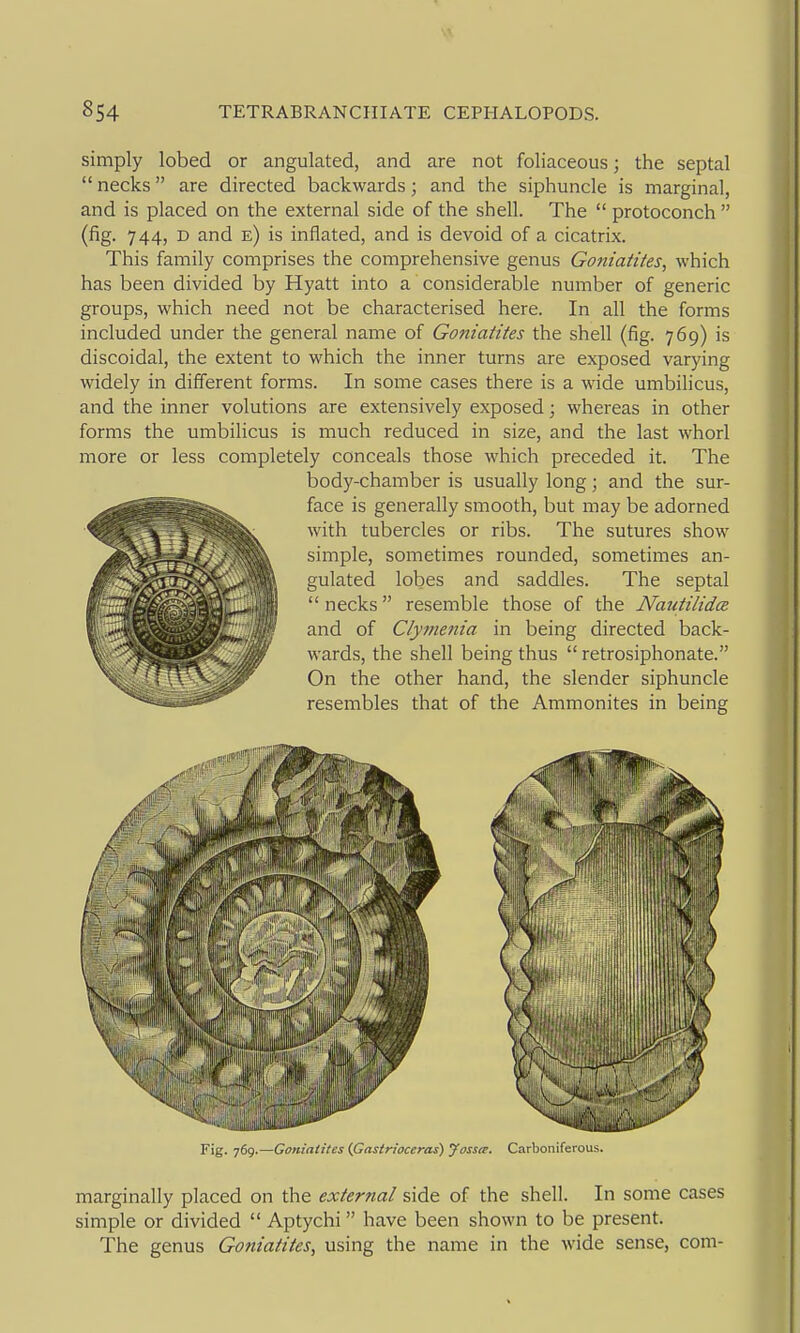 simply lobed or angulated, and are not foliaceous; the septal  necks are directed backwards; and the siphuncle is marginal, and is placed on the external side of the shell. The  protoconch  (fig. 744, D and e) is inflated, and is devoid of a cicatrix. This family comprises the comprehensive genus Goniaiites, which has been divided by Hyatt into a considerable number of generic groups, which need not be characterised here. In all the forms included under the general name of Goniaiites the shell (fig. 769) is discoidal, the extent to which the inner turns are exposed varying widely in different forms. In some cases there is a wide umbilicus, and the inner volutions are extensively exposed; whereas in other forms the umbilicus is much reduced in size, and the last whorl more or less completely conceals those which preceded it. The body-chamber is usually long; and the sur- face is generally smooth, but may be adorned with tubercles or ribs. The sutures show simple, sometimes rounded, sometimes an- gulated lobes and saddles. The septal  necks resemble those of the Nautilidce. and of Clymenia in being directed back- wards, the shell being thus  retrosiphonate. On the other hand, the slender siphuncle resembles that of the Ammonites in being Fig. 769.—Goniatites {Gastrfoceras) yassa. Carboniferous. marginally placed on the extertial side of the shell. In some cases simple or divided  Aptychi have been shown to be present. The genus Goniatites, using the name in the wide sense, com-