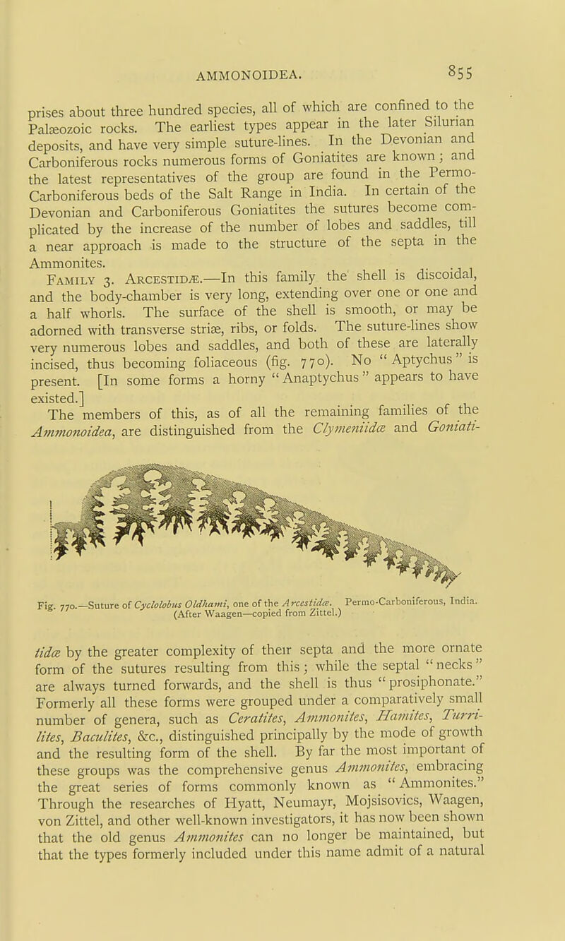 prises about three hundred species, all of which are confined to the Pateozoic rocks. The earliest types appear in the later Silurian deposits, and have very simple suture-lines. In the Devonian and Carboniferous rocks numerous forms of Goniatites are known ; and the latest representatives of the group are found in the Permo- Carboniferous beds of the Salt Range in India. In certain of the Devonian and Carboniferous Goniatites the sutures become com- plicated by the increase of the number of lobes and saddles, till a near approach is made to the structure of the septa in the Ammonites. Family 3. Arcestid^.—In this family the shell is discoidal, and the body-chamber is very long, extending over one or one and a half whorls. The surface of the shell is smooth, or may be adorned with transverse striae, ribs, or folds. The suture-lines show very numerous lobes and saddles, and both of these are laterally incised, thus becoming foliaceous (fig. 770). No Aptychusis present. [In some forms a horny  Anaptychus  appears to have existed.] The members of this, as of all the remaining families of the Ammonoidea, are distinguished from the ClymeniidcB and Goniati- Fig. 770.—Suture of Cyclolohus Oldhami, one of the A rcestidie. Permo-Carboniferous, I ndia. (After Waagen—copied from Zittel.) iidce by the greater complexity of their septa and the more ornate form of the sutures resulting from this; while the septal  necks  are always turned forwards, and the shell is thus  prosiphonate. Formerly all these forms were grouped under a comparatively small number of genera, such as Ceratiies, Ammonites, Hamites, Turn- Hies, Baculites, &c., distinguished principally by the mode of growth and the resulting form of the shell. By far the most important of these groups was the comprehensive genus Ammonites, embracing the great series of forms commonly known as  Ammonites. Through the researches of Hyatt, Neumayr, Mojsisovics, Waagen, von Zittel, and other well-known investigators, it has now been shown that the old genus Ammottites can no longer be maintained, but that the types formerly included under this name admit of a natural