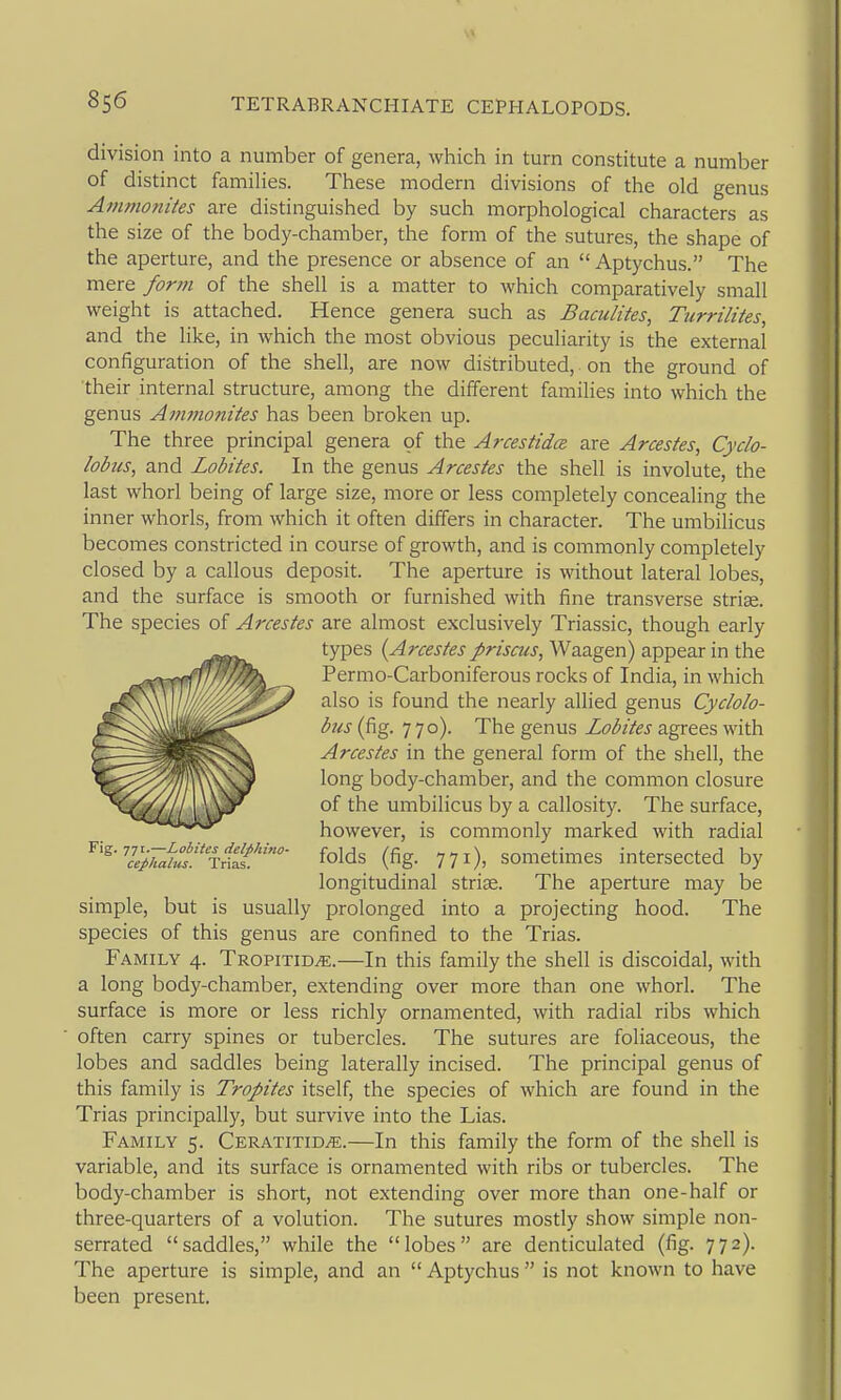 division into a number of genera, which in turn constitute a number of distinct families. These modern divisions of the old genus Ammonites are distinguished by such morphological characters as the size of the body-chamber, the form of the sutures, the shape of the aperture, and the presence or absence of an  Aptychus. The mere form of the shell is a matter to which comparatively small weight is attached. Hence genera such as Baculites, Turrilites, and the like, in which the most obvious peculiarity is the external configuration of the shell, are now distributed, on the ground of their internal structure, among the different families into which the genus Aminonites has been broken up. The three principal genera of the ArcestidcR are Arcestes, Cydo- lobus, and Lobites. In the genus Arcestes the shell is involute, the last whorl being of large size, more or less completely concealing the inner whorls, from which it often differs in character. The umbilicus becomes constricted in course of growth, and is commonly completely closed by a callous deposit. The aperture is without lateral lobes, and the surface is smooth or furnished with fine transverse striae. The species of Arcestes are almost exclusively Triassic, though early t5rpes {Arcestes priscus, Waagen) appear in the Permo-Carboniferous rocks of India, in which also is found the nearly allied genus Cyclolo- biis (fig. 770). The genus Lobites agrees with Arcestes in the general form of the shell, the long body-chamber, and the common closure of the umbilicus by a callosity. The surface, however, is commonly marked with radial ^'^■i:^ai:^!%':!i!'''- foWs (fig. 771), sometimes intersected by longitudinal striae. The aperture may be simple, but is usually prolonged into a projecting hood. The species of this genus are confined to the Trias. Family 4. TROPixiDiE.—In this family the shell is discoidal, with a long body-chamber, extending over more than one whorl. The surface is more or less richly ornamented, with radial ribs which often carry spines or tubercles. The sutures are foliaceous, the lobes and saddles being laterally incised. The principal genus of this family is Tropites itself, the species of which are found in the Trias principally, but survive into the Lias. Family 5. CERAXixiDiE.—In this family the form of the shell is variable, and its surface is ornamented with ribs or tubercles. The body-chamber is short, not extending over more than one-half or three-quarters of a volution. The sutures mostly show simple non- serrated saddles, while the lobes are denticulated (fig. 772). The aperture is simple, and an  Aptychus  is not known to have been present.