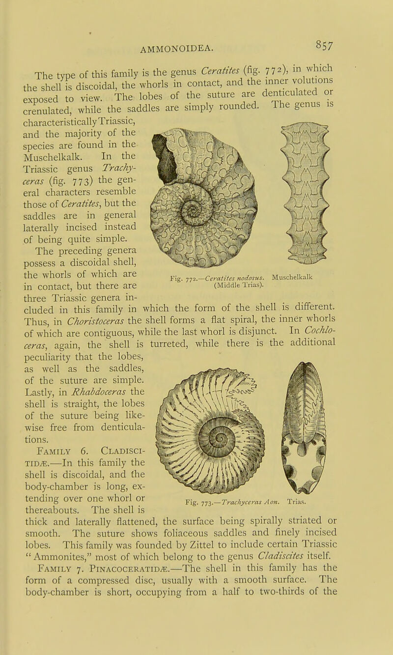 The genus is Ceratites nodosus. (Middle Trias). Muschelkalk The type of this family is the genus Ceratites (fig. 772), ni which the shell is discoidal, the whorls in contact, and the mner volut.ons Ixposed to view. The lobes of the suture are denticulated or crenulated, while the saddles are simply rounded, characteristically Triassic, and the majority of the species are found in the Muschelkalk. In the Triassic genus Trachy- ceras (fig. 773) the gen- eral characters resemble those of Ceratites, but the saddles are in general laterally incised instead of being quite simple. The preceding genera possess a discoidal shell, the whorls of which are in contact, but there are three Triassic genera in- cluded in this family in which the form of the shell is different. Thus, in Choristoceras the shell forms a flat spiral, the inner whorls of which are contiguous, while the last whorl is disjunct. In Cochlo- ceras, again, the shell is turreted, while there is the peculiarity that the lobes, as well as the saddles, of the suture are simple. Lastly, in Rhabdoceras the shell is straight, the lobes of the suture being like- wise free from denticula- tions. Family 6. Cladisci- TiD^.—In this family the shell is discoidal, and the body-chamber is long, ex- tending over one whorl or thereabouts. The shell is thick and laterally flattened, the surface being spirally striated or smooth. The suture shows foliaceous saddles and finely incised lobes. This family was founded by Zittel to include certain Triassic  Ammonites, most of which belong to the genus Cladiscites itself Family 7. Pinacoceratid^.—The shell in this family has the form of a compressed disc, usually with a smooth surface. The body-chamber is short, occupying from a half to two-thirds of the additional Fig. 773.— Tracliyceras Aon. Trias.