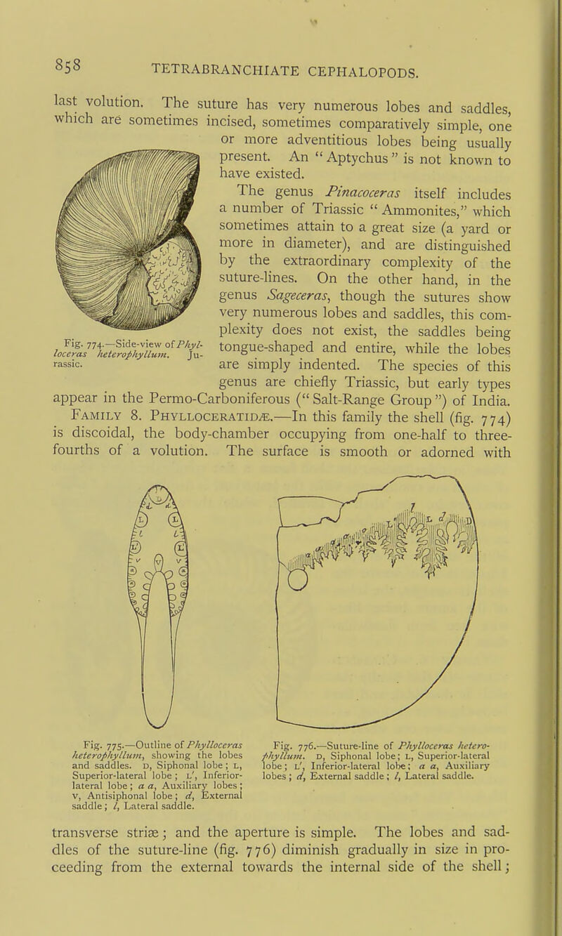 last volution. The suture has very numerous lobes and saddles, which are sometimes incised, sometimes comparatively simple, one or more adventitious lobes being usually present. An Aptychus is not known to have existed. The genus Pinacoceras itself includes a number of Triassic Ammonites, which sometimes attain to a great size (a yard or more in diameter), and are distinguished by the extraordinary complexity of the suture-lines. On the other hand, in the genus Sageceras, though the sutures show very numerous lobes and saddles, this com- plexity does not exist, the saddles being tongue-shaped and entire, while the lobes are simply indented. The species of this genus are chiefly Triassic, but early types appear in the Permo-Carboniferous ( Salt-Range Group ) of India. Family 8. Phylloceratid^.—In this family the shell (fig. 774) is discoidal, the body-chamber occupying from one-half to three- fourths of a volution. The surface is smooth or adorned with Fig. 774.—Side-view o^Pkyl- loccras heterophylluvi. Ju- rassic. Fig. 775.-—Outline oi Phylloccras heterophylluin, showing the lobes and saddles. D, Siphonal lobe; L, Superior-lateral lobe ; l', Inferior- lateral lobe ; a a, Auxiliary lobes ; V, Antisiphonal lobe; d. External saddle; /, Lateral saddle. Fig. 776.—Suture-line of Phylloccras lietero- fihyllum. D, Siphonal lobe; l, Superior-lateral lobe; l', Inferior-lateral lobe; a a. Auxiliary lobes ; li, External saddle ; /, Lateral saddle. transverse strise; and the aperture is simple. The lobes and sad- dles of the suture-line (fig. 776) diminish gradually in size in pro- ceeding from the external towards the internal side of the shell;
