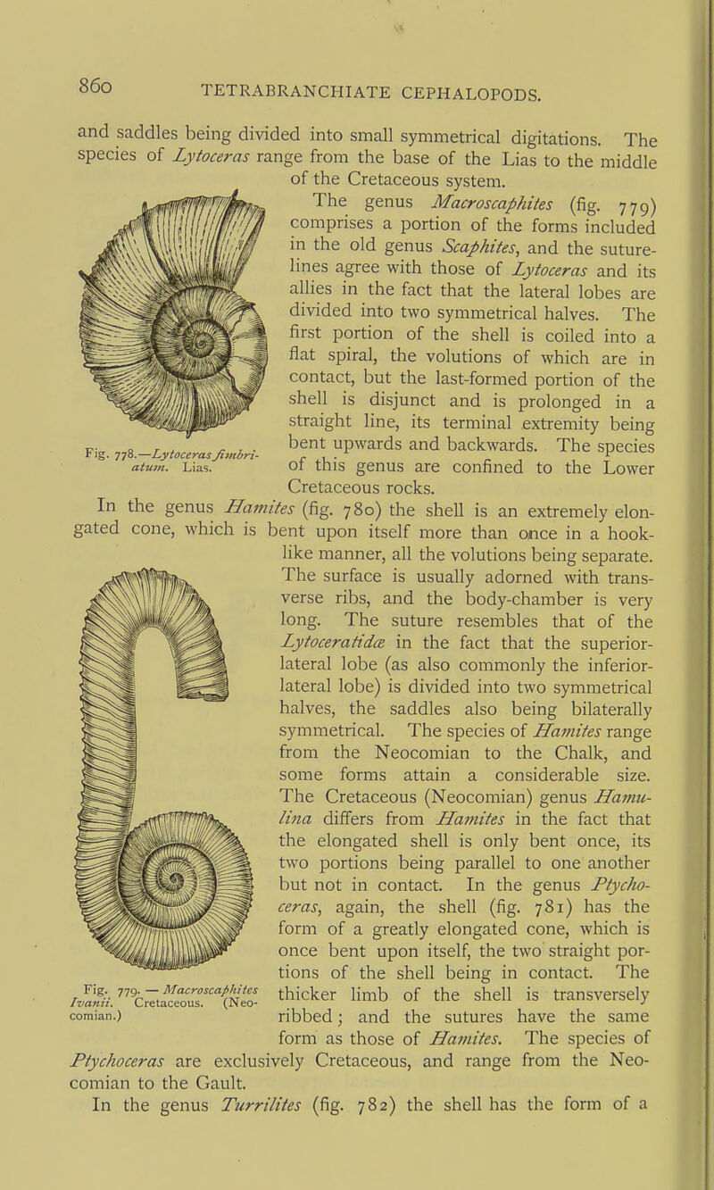 Fig. 778.—LytocerasJimbri- atum. Lias. and saddles being divided into small symmetrical digitations. The species of Lytoceras range from the base of the Lias to the middle of the Cretaceous system. The genus Macroscaphites (fig. 779) comprises a portion of the forms included in the old genus Scaphites, and the suture- lines agree with those of Lytoceras and its allies in the fact that the lateral lobes are divided into two symmetrical halves. The first portion of the shell is coiled into a flat spiral, the volutions of which are in contact, but the last-formed portion of the shell is disjunct and is prolonged in a straight line, its terminal extremity being bent upwards and backwards. The species of this genus are confined to the Lower Cretaceous rocks. In the genus Hamites (fig. 780) the shell is an extremely elon- gated cone, which is bent upon itself more than once in a hook- Hke manner, all the volutions being separate. The surface is usually adorned with trans- verse ribs, and the body-chamber is very long. The suture resembles that of the Lytoceratidce in the fact that the superior- lateral lobe (as also commonly the inferior- lateral lobe) is divided into two symmetrical halves, the saddles also being bilaterally symmetrical. The species of Llamites range from the Neocomian to the Chalk, and some forms attain a considerable size. The Cretaceous (Neocomian) genus Lfamu- lina differs from Llamites in the fact that the elongated shell is only bent once, its two portions being parallel to one another but not in contact. In the genus Ptycho- ceras, again, the shell (fig. 781) has the form of a greatly elongated cone, which is once bent upon itself, the two straight por- tions of the shell being in contact. The thicker limb of the shell is transversely ribbed; and the sutures have the same form as those of Llamites. The species of Ptychoceras are exclusively Cretaceous, and range from the Neo- comian to the Gault. In the genus Turrilites (fig. 782) the shell has the form of a Fig. 779. — Macroscaphites Ivanii. Cretaceous. (Neo- comian.)