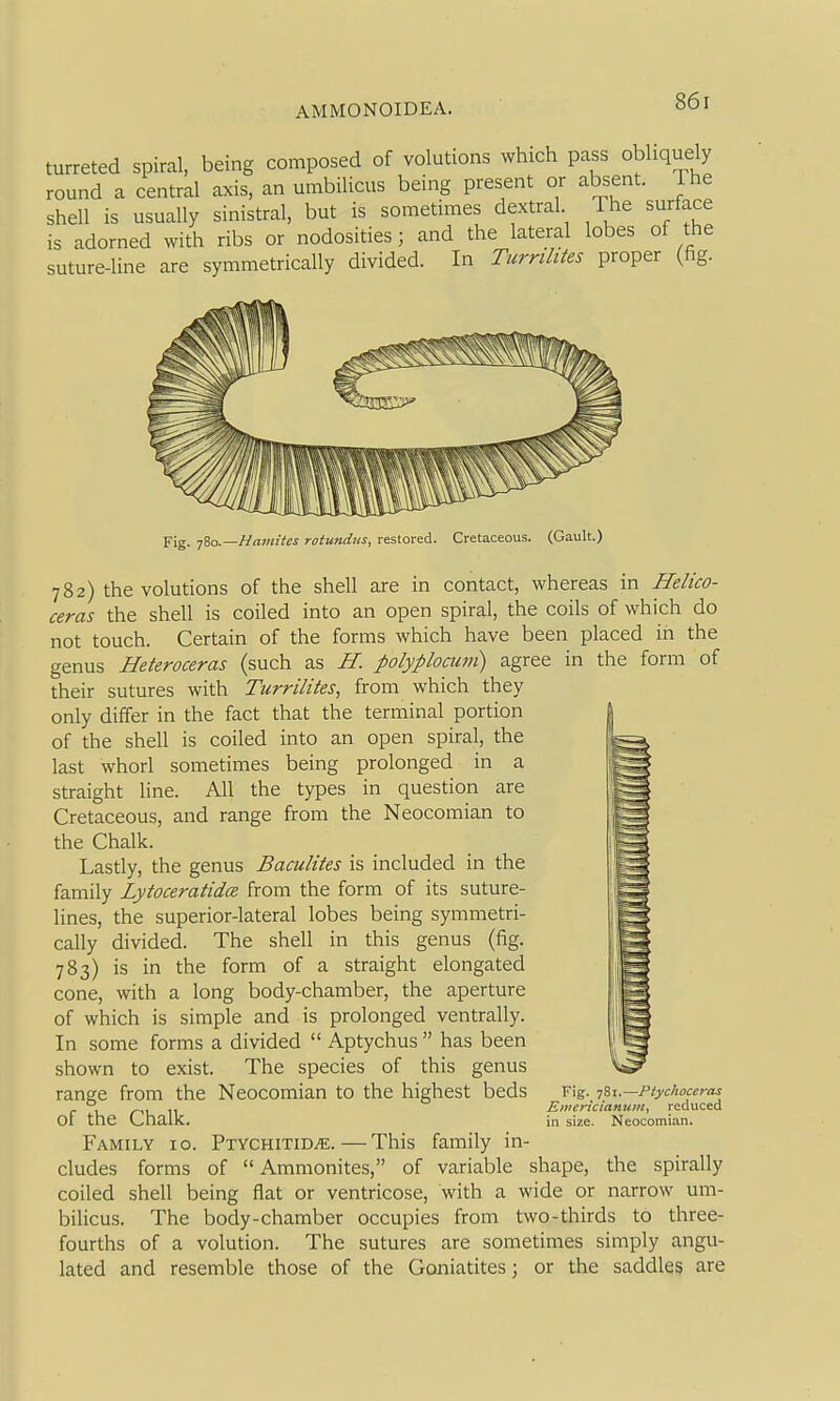 turreted spiral, being composed of volutions which pass obliquely round a central axis, an umbilicus being present or absent. The shell is usually sinistral, but is sometimes dextral The surface is adorned with ribs or nodosities; and the lateral lobes of the suture-line are symmetrically divided. In Turrilites proper (fig. Fig. ■jio.—Hamites rotundus, restored. Cretaceous. (Gault.) 782) the volutions of the shell are in contact, whereas in Helico- ceras the shell is coiled into an open spiral, the coils of which do not touch. Certain of the forms which have been placed in the genus Heteroceras (such as H. polyplocum) agree in the form of their sutures with Turrilites, from which they only differ in the fact that the terminal portion of the shell is coiled into an open spiral, the last whorl sometimes being prolonged in a straight line. All the types in question are Cretaceous, and range from the Neocomian to the Chalk. Lastly, the genus Baculites is included in the family Lytoceratidce from the form of its suture- lines, the superior-lateral lobes being symmetri- cally divided. The shell in this genus (fig. 783) is in the form of a straight elongated cone, with a long body-chamber, the aperture of which is simple and is prolonged ventrally. In some forms a divided  Aptychus  has been shown to exist. The species of this genus range from the Neocomian to the highest beds of the Chalk. Family 10. PxycHiTiDiE. — This family in- cludes forms of  Ammonites, of variable shape, the spirally coiled shell being flat or ventricose, with a wide or narrow um- bilicus. The body-chamber occupies from two-thirds to three- fourths of a volution. The sutures are sometimes simply angu- lated and resemble those of the Goniatites; or the saddles are Fig. 781.—Ptychoceras Emericianuin, reduced in size. Neocomiati.