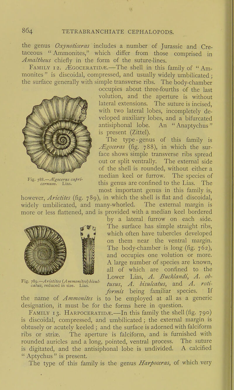 this family is which the sur- Fig. 788.—yEgoceras capri- comum. Lias. the genus Oxynoticeras includes a number of Jurassic and Cre- taceous  Ammonites, which differ from those comprised in Amaltheus chiefly in the form of the suture-lines. Family 12. ^goceratid^.—The shell in this family of Am- monites  is discoidal, compressed, and usually widely umbilicated; the surface generally with simple transverse ribs. The body-chamber occupies about three-fourths of the last volution, and the aperture is without lateral extensions. The suture is incised, with two lateral lobes, incompletely de- veloped auxiliary lobes, and a bifurcated antisiphonal lobe. An Anaptychus is present (Zittel). The type - genus of .^goceras (fig. 788), in face shows simple transverse ribs spread out or split ventrally. The external side of the shell is rounded, without either a median keel or furrow. The species of this genus are confined to the Lias. The most important genus in this family is, however, Arietites (fig. 789), in which the shell is flat and discoidal, widely umbilicated, and many-whorled. The external margin is more or less flattened, and is provided with a median keel bordered by a lateral furrow on each side. The surface has simple straight ribs, which often have tubercles developed on them near the ventral margin. The body-chamber is long (fig. 762), and occupies one volution or more. A large number of species are known, all of which are confined to the Lower Lias, A. JBucklandi, A. ob- tusus, A. bisulcatus, and A. roti- formis being familiar species. If the name of Ammonites is to be employed at all as a generic designation, it must be for the forms here in question. Family 13. Harpoceratid^.—In this family the shell (fig. 790) is discoidal, compressed, and umbilicated; the external margin is obtusely or acutely keeled ; and the surface is adorned with falciform ribs or strise. The aperture is falciform, and is furnished with rounded auricles and a long, pointed, ventral process. The suture is digitated, and the antisiphonal lobe is undivided. A calcified  Aptychus  is present. The type of this family is the genus Harpoceras, of which very Fig. 789.—Arietites {Ammonites) bisul- catus, reduced in size. Lias.