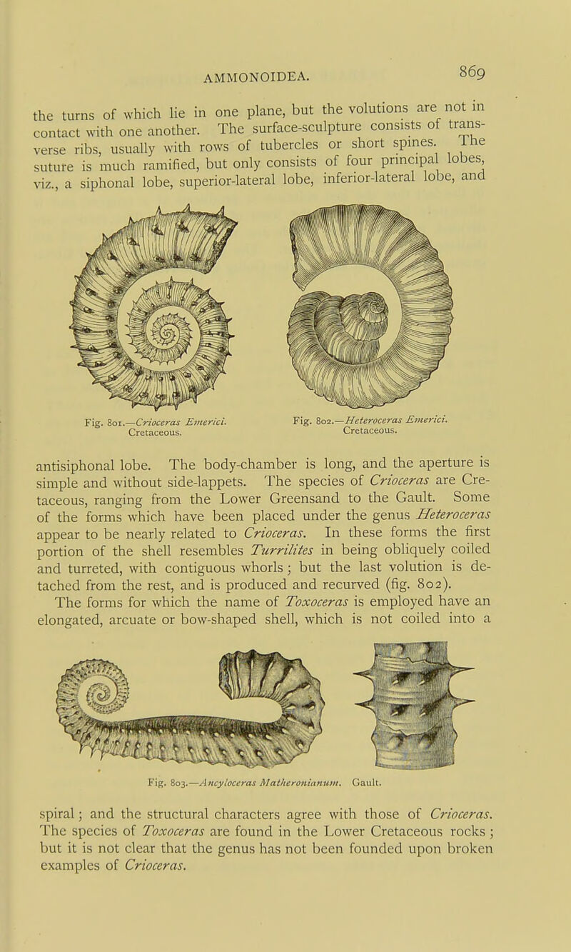 the turns of which He in one plane, but the volutions are not m contact with one another. The surface-sculpture consists of trans- verse ribs, usually with rows of tubercles or short spines ihe suture is much ramified, but only consists of four prmcipal lobes viz., a siphonal lobe, superior-lateral lobe, inferior-lateral lobe, and Fig. 801.—Crioceras Emerici. Cretaceous. Fig. io2.—Heteroceras Emerici. Cretaceous. antisiphonal lobe. The body-chamber is long, and the aperture is simple and without side-lappets. The species of Crioceras are Cre- taceous, ranging from the Lower Greensand to the Gault. Some of the forms which have been placed under the genus Heteroceras appear to be nearly related to Crioceras. In these forms the first portion of the shell resembles Turrilites in being obliquely coiled and turreted, with contiguous whorls; but the last volution is de- tached from the rest, and is produced and recurved (fig. 802). The forms for which the name of Toxoceras is employed have an elongated, arcuate or bow-shaped shell, which is not coiled into a Fig. 803.—Aticyloccrai: J\latlicronianujH, Gault. spiral; and the structural characters agree with those of Crioceras. The species of Toxoceras are found in the Lower Cretaceous rocks ; but it is not clear that the genus has not been founded upon broken examples of Crioceras.