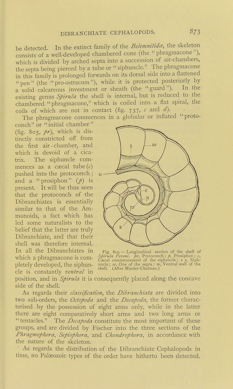 be detected. In the extinct family of the Belemnitidce, the skeleton consists of a well-developed chambered cone (the  phragmacone ), which is divided by arched septa into a succession of air-chambers, the septa being pierced by a tube or  siphuncle. The phragmacone in this family is prolonged forwards on its dorsal side into a flattened pen (the pro-ostracum), while it is protected posteriorly by a solid calcareous investment or sheath (the guard). In the existing genus Spirula the shell is internal, but is reduced to the chambered  phragmacone, which is coiled into a flat spiral, the coils of which are not in contact (fig. 737) ^ The phragmacone commences in a globular or inflated proto- conch or initial chamber (fig. 805, pr), which is dis- tinctly constricted off from the first air-chamber, and which is devoid of a cica- trix. The siphuncle com- mences as a csecal tube (c) pushed into the protoconch; and a  prosiphon (/) is present. It will be thus seen that the protoconch of the Dibranchiates is essentially similar to that of the Am- monoids, a fact which has led some naturalists to the belief that the latter are truly Dibranchiate, and that their shell was therefore internal. In all the Dibranchiates in which a phragmacone is com- pletely developed, the siphun- cle is constantly ventral in position, and in Spirula it is consequently placed along the concave side of the shell. As regards their classification, the Dibranchiata are divided into two sub-orders, the Octopoda and the Decapoda, the former charac- terised by the possession of eight arms only, while in the latter there are eight comparatively short arms and two long arms or  tentacles. The Decapoda constitute the most important of these groups, and are divided by Fischer into the three sections of the Fhragmophora, Sepiophora, and Chondrophora, in accordance with the nature of the skeleton. As regards the distribution of the Dibranchiate Cephalopods in time, no Palseozoic types of the order have hitherto been detected. Fig. 805. — Longitudinal section of the shell of Spirula Peroni. f>r, Protoconch ; Prosiphon ; c, Caecal commencement of the siphuncle ; s i, Siph- uncle ; sc^ One of the septa ; Ventral wall of the shell. (After Munier-Chalmas.)