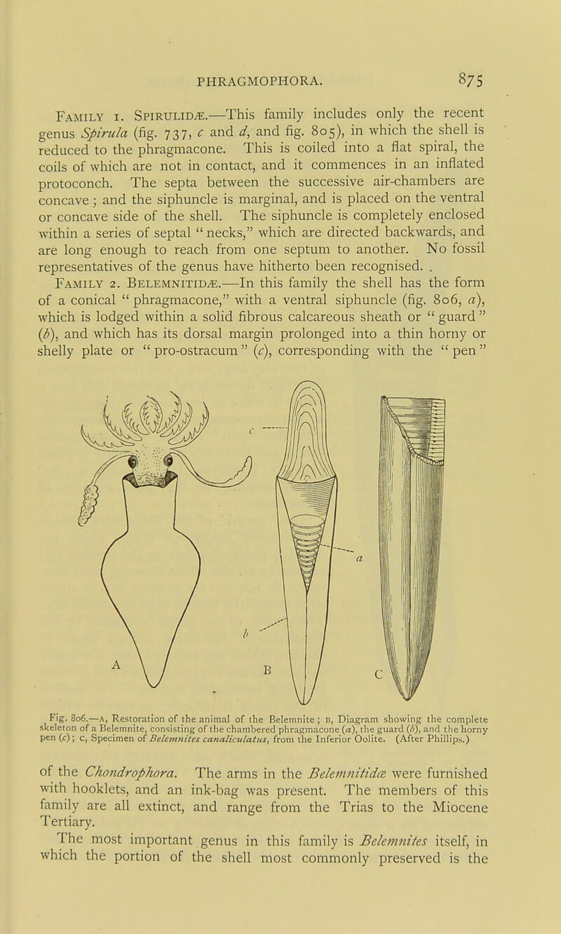Family i. SPiRULiDiE.—This family includes only the recent genus Spirilla (fig. IZI^c and d, and fig. 805), in which the shell is reduced to the phragmacone. This is coiled into a flat spiral, the coils of which are not in contact, and it commences in an inflated protoconch. The septa between the successive air-chambers are concave; and the siphuncle is marginal, and is placed on the ventral or concave side of the shell. The siphuncle is completely enclosed within a series of septal  necks, which are directed backwards, and are long enough to reach from one septum to another. No fossil representatives of the genus have hitherto been recognised. . Family 2. BELEMNixiDiE.—In this family the shell has the form of a conical  phragmacone, with a ventral siphuncle (fig. 806, a), which is lodged within a solid fibrous calcareous sheath or  guard  (^), and which has its dorsal margin prolonged into a thin horny or shelly plate or  pro-ostracum  (^r), corresponding with the  pen  Fig. 806.—A, Restoration of the animal of the Belemnlte; B, Diagram showing the complete skeleton of a Belemnlte, consisting of the chambered phragmacone («), the guard (Z^, and tlie horny pen (c) ; c, Specimen of Belemniies canaliculatus, from the Inferior Oolite. (After Phillips.) of the Chondrophora. The arms in the Beletnnitidce were furnished with booklets, and an ink-bag was present. The members of this family are all extinct, and range from the Trias to the Miocene Tertiary. The most important genus in this family is Belemnites itself, in which the portion of the shell most commonly preserved is the