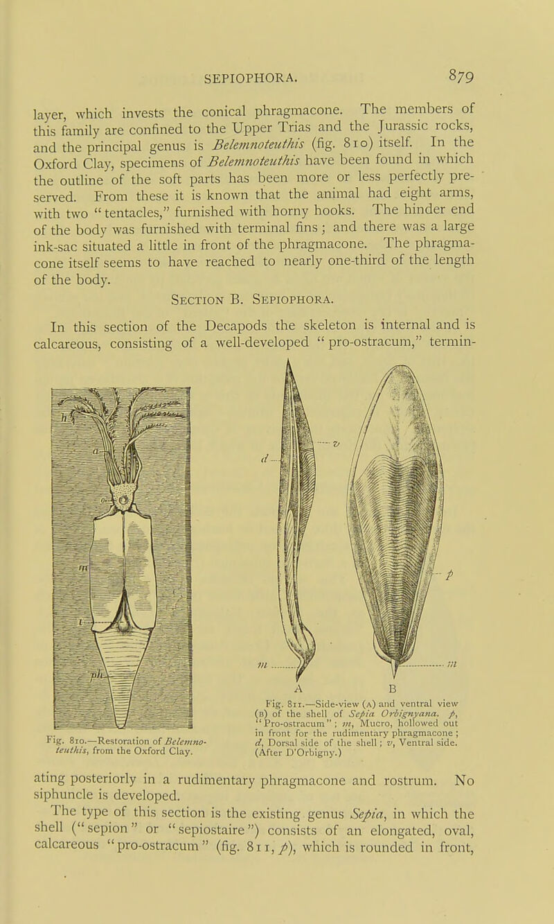layer, which invests the conical phragmacone. The members of this family are confined to the Upper Trias and the Jurassic rocks, and the principal genus is Belemnoteuthis (fig. 81 o) itself. In the Oxford Clay, specimens of Belemnoteuthis have been found in which the outline of the soft parts has been more or less perfectly pre- served. From these it is known that the animal had eight arms, with two  tentacles, furnished with horny hooks. The hinder end of the body was furnished with terminal fins; and there was a large ink-sac situated a little in front of the phragmacone. The phragma- cone itself seems to have reached to nearly one-third of the length of the body. Section B. Sepiophora. In this section of the Decapods the skeleton is internal and is calcareous, consisting of a well-developed  pro-ostracum, termin- teuthis, from the Oxford Clay. (After D'Orljigiiy.) ating posteriorly in a rudimentary phragmacone and rostrum. No siphuncle is developed. The type of this section is the existing genus Sepia, in which the shell (sepion or  sepiostaire) consists of an elongated, oval, calcareous pro-ostracum (fig. 811,/), which is rounded in front,