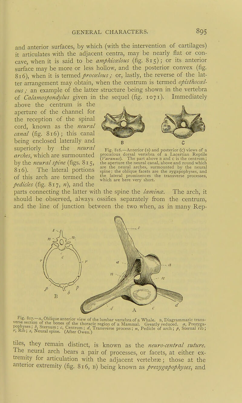 and anterior surfaces, by which (with the intervention of cartilages) it articulates with the adjacent centra, may be nearly flat or con- cave, when it is said to be amphiccelous (fig. 815); or its anterior surface may be more or less hollow, and the posterior convex (fig. 816), when it is termed proccelous; or, lastly, the reverse of the lat- ter arrangement may obtain, when the centrum is termed opisthocoil- ous; an example of the latter structure being shown in the vertebra of Calainospondylus given in the sequel (fig. 1071). Immediately above the centrum is the aperture of the channel for the reception of the spinal cord, known as the neural canal (fig. 816); this canal being enclosed laterally and superiorly by the neural arches, which are surmounted by the neural spine (figs. 815, 816). The lateral portions of this arch are termed the pedicles (fig. 817, n), and the parts connecting the latter with the spine the lainince. The arch, it should be observed, always ossifies separately from the centrum, and the line of junction between the two when, as in many Rep- Fig. 816.—-Anterior (b) and posterior (c) views of a proccelous dorsal vertebra of a Lacertian Reptile \Varantis). The part above B and c is the centrum; the aperture the neural canal, above and round which are the neural arches, surmounted by the neural spine; the oblique facets are the zygapophyses, and the lateral prominences the transverse processes, which are here very short. rig. 817.—A Oblicnie anterior view of the lumbar vertebra of a Whale, n, Diagr.-immatic traus- ^IS. °' '^ of 'he thoracic region of a Mammal. Greatly reduced, a, Prezyga- popnyses , * bternum ; c. Centrum ; d, Transverse process; n, Pedicle of arch; />, Sternal rib ; Kib, i, Neural spine. (.After Owen.) tiles, they remain distinct, is known as the neuro-central suture. The neural arch bears a pair of processes, or facets, at either ex- tremity for articulation with the adjacent vertebra; those at the anterior extremity (fig. 816, b) being known as prezygapophyses, and