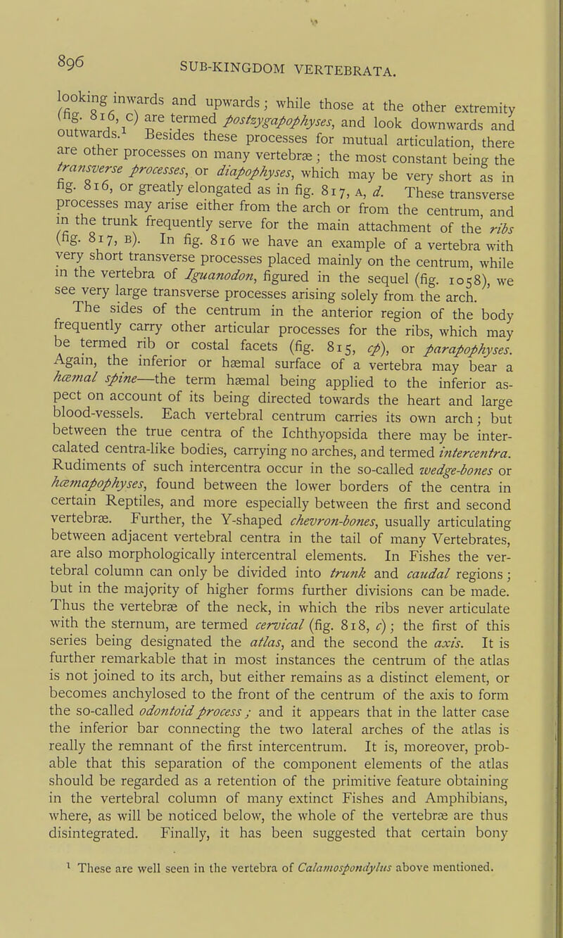 ^Z^^i'?'^' ^ P''''^'' ^^^ '-^t the other extremity (hg. 8i6 c) are termed postzygapophyses, and look downwards and outwards.1 Besides these processes for mutual articulation, there are other processes on many vertebrae; the most constant being the transverse processes, or diapophyses, which may be very short as in fig. 816, or greatly elongated as in fig. 817, a, d. These transverse processes may arise either from the arch or from the centrum and m the trunk frequently serve for the main attachment of the ribs (fig. 817, b). In fig. 816 we have an example of a vertebra with very short transverse processes placed mainly on the centrum, while in the vertebra of Iguanodon, figured in the sequel (fig. 1058), we see very large transverse processes arising solely from the arch. The sides of the centrum in the anterior region of the body frequently carry other articular processes for the ribs, which may be termed rib or costal facets (fig. 815, cp), or parapophyses. Again, the inferior or haemal surface of a vertebra may bear a hamal spine—th& term haemal being applied to the inferior as- pect on account of its being directed towards the heart and large blood-vessels. Each vertebral centrum carries its own arch; but between the true centra of the Ichthyopsida there may be inter- calated centra-like bodies, carrying no arches, and termed i?itercentra. Rudiments of such intercentra occur in the so-called ivedge-bones or hcemapophyses, found between the lower borders of the centra in certain Reptiles, and more especially between the first and second vertebrae. Further, the Y-shaped chevron-bones, usually articulating between adjacent vertebral centra in the tail of many Vertebrates, are also morphologically intercentral elements. In Fishes the ver- tebral column can only be divided into trunk and caudal regions; but in the majority of higher forms further divisions can be made. Thus the vertebrae of the neck, in which the ribs never articulate with the sternum, are termed cervical (fig. 818, c); the first of this series being designated the atlas, and the second the axis. It is further remarkable that in most instances the centrum of the atlas is not joined to its arch, but either remains as a distinct element, or becomes anchylosed to the front of the centrum of the axis to form the so-called odontoid process; and it appears that in the latter case the inferior bar connecting the two lateral arches of the atlas is really the remnant of the first intercentrum. It is, moreover, prob- able that this separation of the component elements of the atlas should be regarded as a retention of the primitive feature obtaining in the vertebral column of many extinct Fishes and Amphibians, where, as will be noticed below, the whole of the vertebrae are thus disintegrated. Finally, it has been suggested that certain bony These are well seen in the vertebra of Calamospondyhts above mentioned.