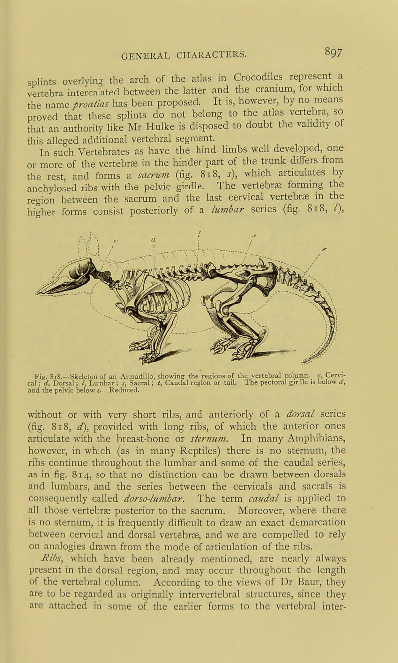 splints overlying the arch of the atlas in Crocodiles represent a vertebra intercalated between the latter and the cranium, for which the name proatlas has been proposed. It is, however, by no means proved that these splints do not belong to the atlas vertebra, so that an authority like Mr Hulke is disposed to doubt the validity of this alleged additional vertebral segment. In such Vertebrates as have the hind limbs well developed, one or more of the vertebra in the hinder part of the trunk differs from the rest, and forms a sacrum (fig. 818, s), which articulates by anchylosed ribs with the pelvic girdle. The vertebrae forming the region between the sacrum and the last cervical vertebrae in the higher forms consist posteriorly of a lumbar series (fig. 818, /), Fig. 818.—Skeleton of an Armadillo, showing the regions of the vertebral column._ c. Cervi- cal ; d. Dorsal; /. Lumbar; Sacral; t, Caudal region or tail. The pectoral girdle is below d, and the pelvic below j. Reduced. without or with very short ribs, and anteriorly of a dorsal series (fig. 818, d), provided with long ribs, of which the anterior ones articulate with the breast-bone or sternum. In many Amphibians, however, in which (as in many Reptiles) there is no sternum, the ribs continue throughout the lumbar and some of the caudal series, as in fig. 814, so that no distinction can be drawn between dorsals and lumbars, and the series between the cervicals and sacrals is consequently called dorso-lumbar. The term caudal is applied to all those vertebrae posterior to the sacrum. Moreover, where there is no sternum, it is frequently difficult to draw an exact demarcation between cervical and dorsal vertebrae, and we are compelled to rely on analogies drawn from the mode of articulation of the ribs. Ribs, which have been already mentioned, are nearly always present in the dorsal region, and may occur throughout the length of the vertebral column. According to the views of Dr Baur, they are to be regarded as originally intervertebral structures, since they are attached in some of the earlier forms to the vertebral inter-