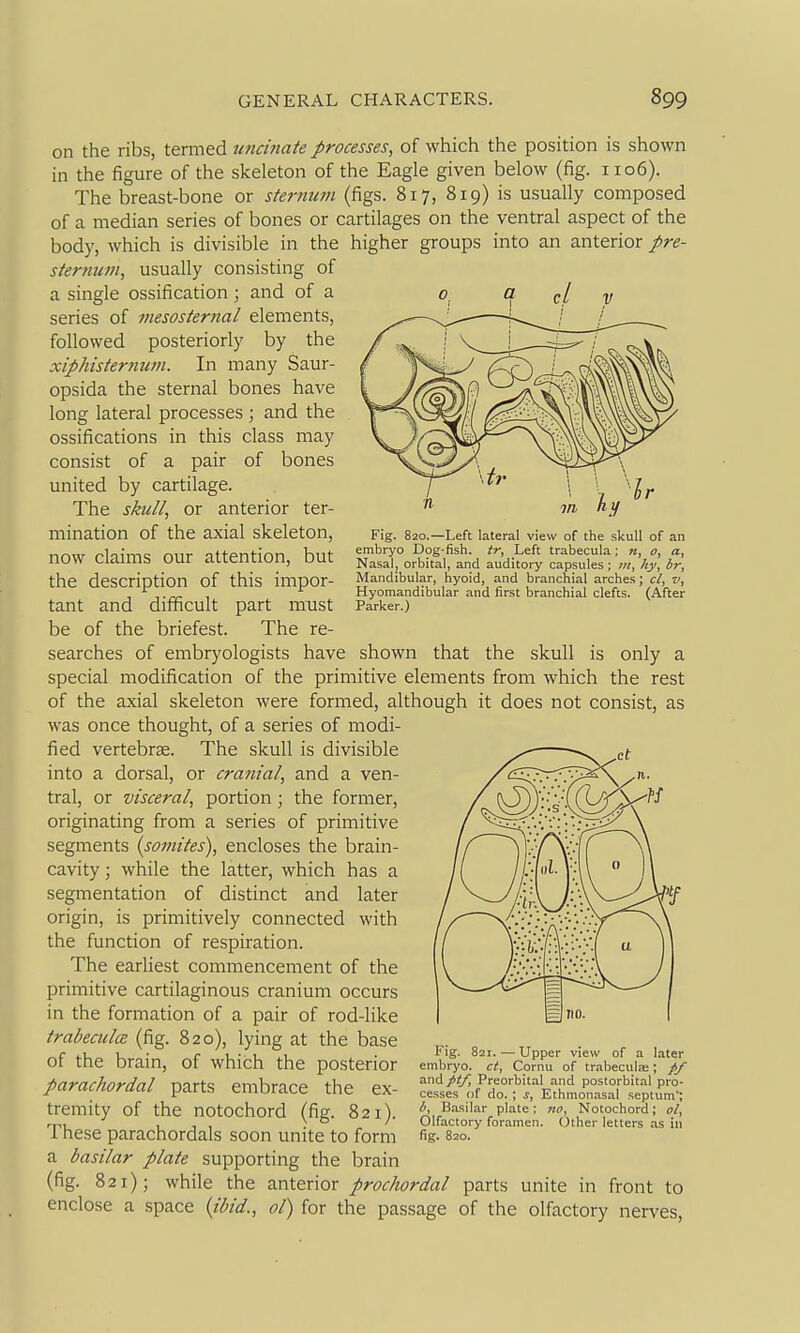 Fig. 820.—Left lateral view of the skull of an embryo Dog-fish, tr, Left trabecula; k, o, a. Nasal, orbital, and auditory capsules ; hy, br, Mandibular, hyoid, and branchial arches; cl, v, Hyomandibular and first branchial clefts. (After Parker.) on the ribs, termed wicinate processes, of which the position is shown in the figure of the skeleton of the Eagle given below (fig. 1106). The breast-bone or sternum (figs. 817, 819) is usually composed of a median series of bones or cartilages on the ventral aspect of the body, which is divisible in the higher groups into an anterior pre- sternum, usually consisting of a single ossification; and of a series of mesosternal elements, followed posteriorly by the xiphisternum. In many Saur- opsida the sternal bones have long lateral processes ; and the ossifications in this class may consist of a pair of bones united by cartilage. The skull, or anterior ter- mination of the axial skeleton, now claims our attention, but the description of this impor- tant and difficult part must be of the briefest. The re- searches of embryologists have shown that the skull is only a special modification of the primitive elements from which the rest of the axial skeleton were formed, although it does not consist, as was once thought, of a series of modi- fied vertebrae. The skull is divisible into a dorsal, or cranial, and a ven- tral, or visceral, portion; the former, originating from a series of primitive segments (somites), encloses the brain- cavity ; while the latter, which has a segmentation of distinct and later origin, is primitively connected with the function of respiration. The earliest commencement of the primitive cartilaginous cranium occurs in the formation of a pair of rod-like trabecules (fig. 820), lying at the base of the brain, of which the posterior parachordal parts embrace the ex- tremity of the notochord (fig. 821). These parachordals soon unite to form a basilar plate supporting the brain (fig. 821); while the anterior prochordal parts unite in front to enclose a space {ibid., ol) for the passage of the olfactory nerves, Fig. 821. — Upper view of a later embryo, ct, Cornu of trabeculaj; /:/ and pt/, Preorbital and postorbital pro- cesses of do. ; s, Ethmonasal septum'; l>, Basilar plate; no, Notochord; ol, Olfactory foramen. Other letters as in fig. 8zo.