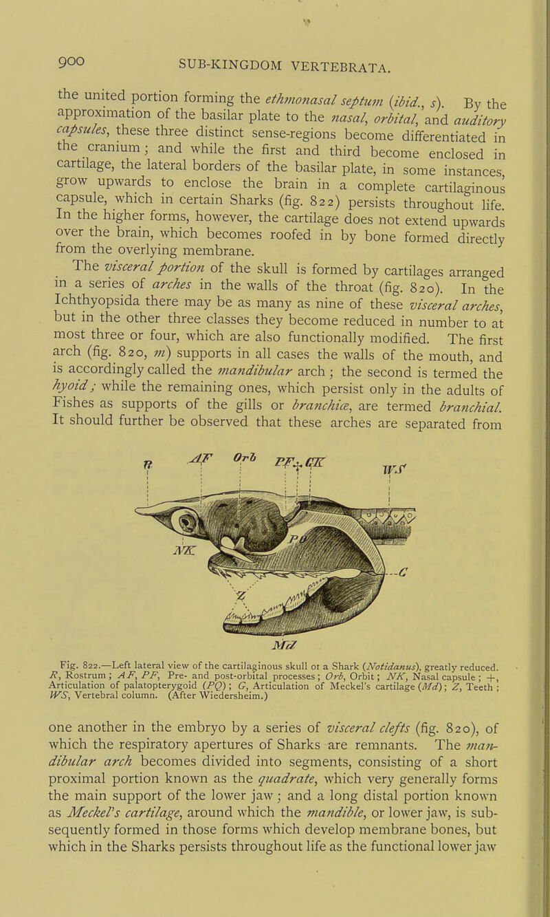 the united portion forming the ethmonasal septum (ibid., s) By the approximation of the basilar plate to the nasa/, orbital, and auditory capsules, these three distinct sense-regions become differentiated in the cranium; and while the first and third become enclosed in cartilage, the lateral borders of the basilar plate, in some instances grow upwards to enclose the brain in a complete cartilaginous capsule, which in certain Sharks (fig. 822) persists throughout life In the higher forms, however, the cartilage does not extend upwards over the brain, which becomes roofed in by bone formed direcdy from the overlying membrane. The visceral portiofi of the skull is formed by cartilages arranged in a series of arches in the walls of the throat (fig. 820). In the Ichthyopsida there may be as many as nine of these visceral arches, but in the other three classes they become reduced in number to at most three or four, which are also functionally modified. The first arch (fig. 820, m) supports in all cases the walls of the mouth, and is accordingly called the mandibular arch; the second is termed the hyoid; while the remaining ones, which persist only in the adults of Fishes as supports of the gills or branchice, are termed branchial It should further be observed that these arches are separated from Fig. 822.—Left lateral view of the cartilaginous skull oi a Shark {Notidanus), greatly reduced. 7f, Rostrum ; AF, PF, Pre- and post-orbital processes; Orb, Orbit; NK, Nasal capsule ; -(-, Articulation of palatopterygoid (PQ); G, Articulation of Meckel's cartilage (Mel); Z, Teeth ; IVS, Vertebral column. (After Wiedersheim.) one another in the embryo by a series of visceral clefts (fig. 820), of which the respiratory apertures of Sharks are remnants. The maii^ dibular arch becomes divided into segments, consisting of a short proximal portion known as the quadrate, which very generally forms the main support of the lower jaw; and a long distal portion known as Meckels cartilage, around which the mandible, or lower jaw, is sub- sequently formed in those forms which develop membrane bones, but which in the Sharks persists throughout life as the functional lower jaw