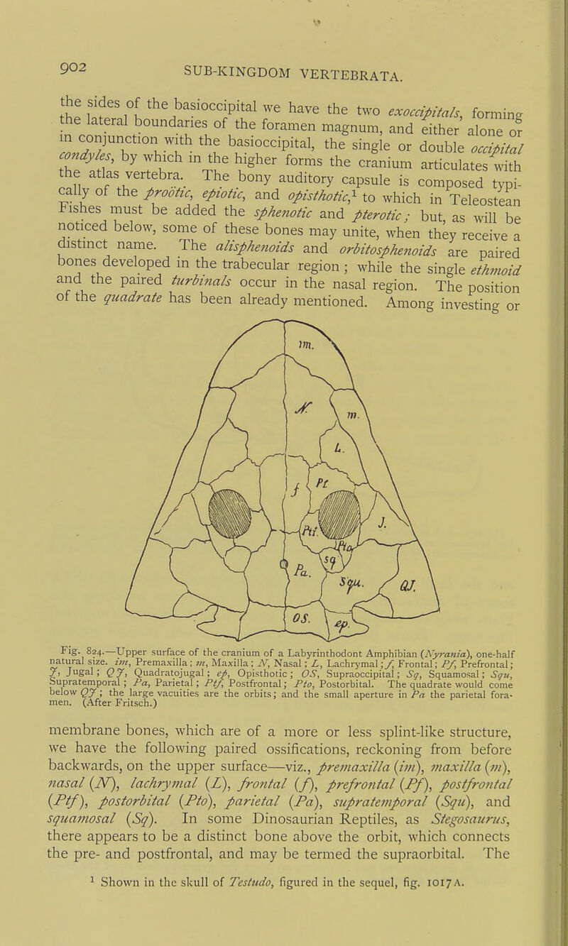 he sides of the basioccipital we have the two exoccipitals, forming the lateral boundaries of the foramen magnum, and dther alone of m conjunction with the basioccipital, the single or double oaMal condy es, by which in the higher forms the crLium articulate whh the atlas vertebra. The bony auditory capsule is composed typi- cally of the proottc, epzottc, and opisthotic^ to which in Teleostean Fishes must be added the sphenotic and pterotic; but, as will be noticed below, some of these bones may unite, when they receive a distinct name. The alisphenoids and orbitosphenoids are paired bones developed in the trabecular region ; while the single ethmoid and the paired turbinals occur in the nasal region. The position of the quadrate has been already mentioned. Among investing or Fig. 824.—Upper surface of the cranium of a Labj'rinthodont Amphibian (A>r««/a), one-half natural size, im, Premaxilla; >«, Maxilla; N, Nasal: Lachrj-mal\/, Frontal; Pf, Prefrontal; 7, Jugal; QJ, Quadratojugal; cp, Opisthotic; OS, Supraoccipital; Sq, Squamosal; Sgu, bupratemporal ; Pa, Parietal; Ptf, Postfrontal; Pto, Postorbital. The quadrate would come below QJ; the large vacuities are the orbits; and the small aperture in Pa the parietal fora- men. (After Fritsch.) membrane bones, which are of a more or less splint-like structure, we have the following paired ossifications, reckoning from before backwards, on the upper surface—viz., premaxilla (im), maxilla {in), nasal (TV), lachrymal {£), frontal (f), prefrontal {Ff), postfrontal {Ptf), postorbital {Pto), parietal {Fa), supratemporal {Squ\ and squamosal {Sq). In some Dinosaurian Reptiles, as Stegosaurus, there appears to be a distinct bone above the orbit, which connects the pre- and postfrontal, and may be termed the supraorbital. The 1 Shown in the skull of Testudo, figured in the sequel, fig. 1017A.
