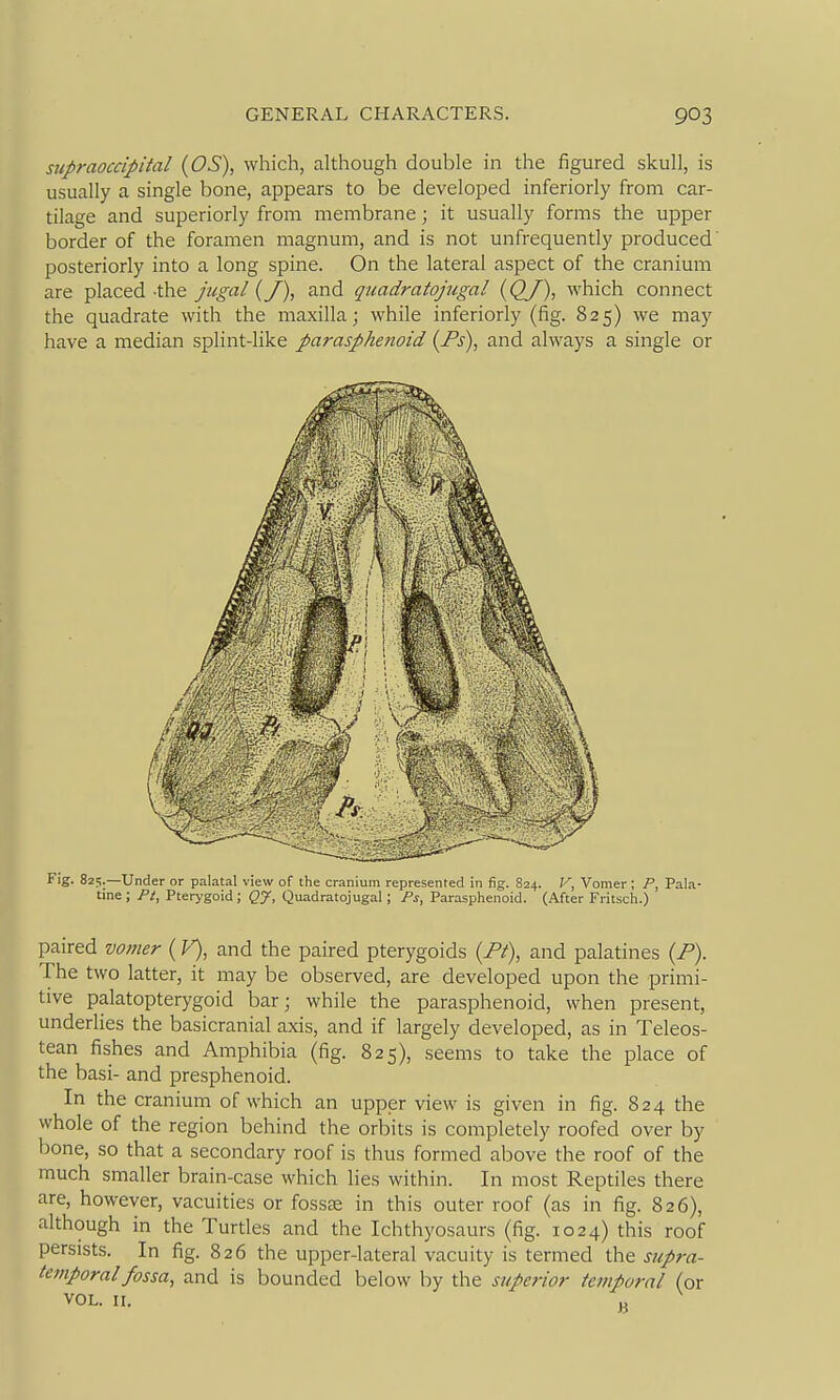 supraoccipital (OS), which, although double in the figured skull, is usually a single bone, appears to be developed inferiorly from car- tilage and superiorly from membrane; it usually forms the upper border of the foramen magnum, and is not unfrequently produced' posteriorly into a long spine. On the lateral aspect of the cranium are placed the juga/ (/), and quadratojugal {QJ), which connect the quadrate with the maxilla; while inferiorly (fig. 825) we may have a median splint-like parasphenoid {Ps\ and always a single or Fig. 825.—Under or palatal view of the cranium represented in fig. 824. V, Vomer ; P, Pala- tine ; Pt, Pterygoid; QJ, Quadratojugal; Ps, Parasphenoid. (After Fritsch.) paired vomer (V), and the paired pterygoids (Pt\ and palatines {P). The two latter, it may be observed, are developed upon the primi- tive palatopterygoid bar; while the parasphenoid, when present, underlies the basicranial axis, and if largely developed, as in Teleos- tean fishes and Amphibia (fig. 825), seems to take the place of the basi- and presphenoid. In the cranium of which an upper view is given in fig. 824 the whole of the region behind the orbits is completely roofed over by bone, so that a secondary roof is thus formed above the roof of the much smaller brain-case which lies within. In most Reptiles there are, however, vacuities or fossae in this outer roof (as in fig. 826), although in the Turtles and the Ichthyosaurs (fig. 1024) this roof persists. In fig. 826 the upper-lateral vacuity is termed the supra- ietnporalfossa, and is bounded below by the superior temporal (or