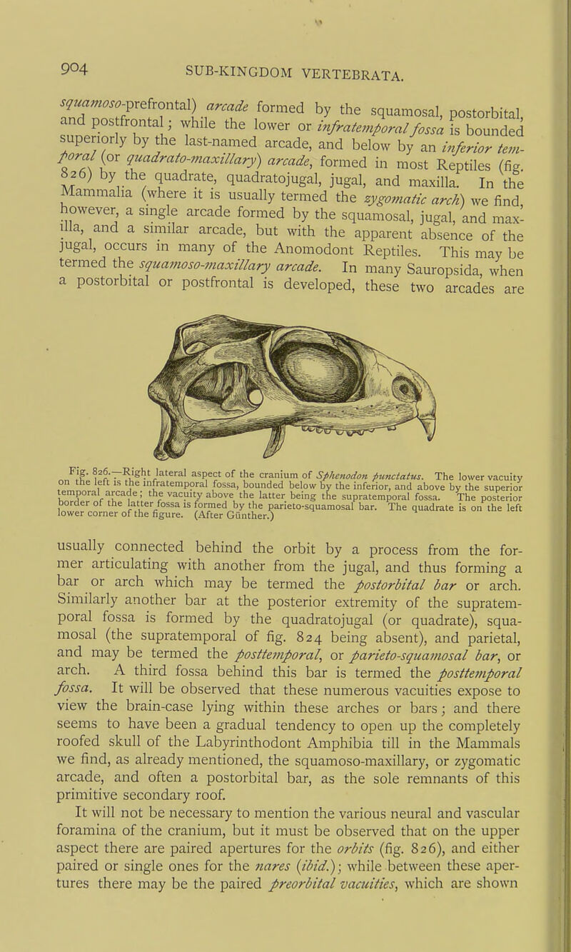 ^nTnn ? f? '^Ir'f ' Squamosal, postorbital, sunerrr fh 1' T f or/.>./.;.^..,/y,,,^ j; bounded supenorly by the last-named arcade, and below by an m/erior tern- f oral {or quadrato-77iaxillary) arcade, formed in most Reptiles (fig 826) by the quadrate, quadratojugal, jugal, and maxilla. In the Mammalia (where it is usually termed the zygomatic arcK) we find however a single arcade formed by the squamosal, jugal, and max- illa, and a similar arcade, but with the apparent absence of the jugal, occurs in many of the Anomodont Reptiles. This may be termed the squamoso-maxillary arcade. In many Sauropsida when a postorbital or postfrontal is developed, these two arcades are Fig. 826.—Right lateral aspect of the cranium of Spkenodon punctatus. The lower vacuity on the left is the infratemporal fossa, bounded below by the inferior, and above by the superior temporal arcade; the vacuity above the latter being the supratemporal fossa. The posterior border of the latter fossa is formed by the parieto-squamosal bar. The quadrate is on the left lower corner of the figure. (After Gunther.) usually connected behind the orbit by a process from the for- mer articulating with another from the jugal, and thus forming a bar or arch which may be termed the postorbital bar or arch. Similarly another bar at the posterior extremity of the supratem- poral fossa is formed by the quadratojugal (or quadrate), squa- mosal (the supratemporal of fig. 824 being absent), and parietal, and may be termed the posttemporal, or parieto-squamosal bar, or arch. A third fossa behind this bar is termed the posttemporal fossa. It will be observed that these numerous vacuities expose to view the brain-case lying within these arches or bars; and there seems to have been a gradual tendency to open up the completely roofed skull of the Labyrinthodont Amphibia till in the Mammals we find, as already mentioned, the squamoso-maxillary, or zygomatic arcade, and often a postorbital bar, as the sole remnants of this primitive secondary roof. It will not be necessary to mention the various neural and vascular foramina of the cranium, but it must be observed that on the upper aspect there are paired apertures for the orbits (fig. 826), and either paired or single ones for the nares {ibid.); while between these aper- tures there may be the paired preorbital vacuities, which are shown