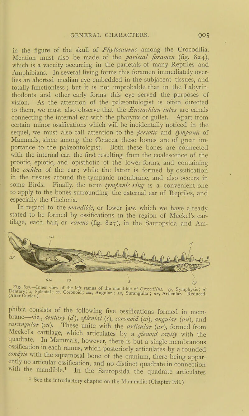 in the figure of the skull of Fhytosaurus among the Crocodilia. Mention must also be made of the parietal foranmi (fig. 824), which is a vacuity occurring in the parietals of many Reptiles and Amphibians. In several living forms this foramen immediately over- lies an aborted median eye embedded in the subjacent tissues, and totally functionless; but it is not improbable that in the Labyrin- thodonts and other early forms this eye served the purposes of vision. As the attention of the palaeontologist is often directed to them, we must also observe that the Eustachian tubes are canals connecting the internal ear with the pharynx or gullet. Apart from certain minor ossifications which will be incidentally noticed in the sequel, we must also call attention to the periotic and tympanic of Mammals, since among the Cetacea these bones are of great im- portance to the palaeontologist. Both these bones are connected with the internal ear, the first resulting from the coalescence of the prootic, epiotic, and opisthotic of the lower forms, and containing the cochlea of the ear; while the latter is formed by ossification in the tissues around the tympanic membrane, and also occurs in some Birds. Finally, the term ty?npa?iic ritig is a convenient one to apply to the bones surrounding the external ear of Reptiles, and especially the Chelonia. In regard to the mandible, or lower jaw, which we have already stated to be formed by ossifications in the region of Meckel's car- tilage, each half, or ramus (fig. 827), in the Sauropsida and Am- •> sy T) Jnf.;,?.^'~c?r- T'^' ramus of the mandible of Crocodilus. sy, Symphysis; d, (Af^erCuvter) Angular; su, Surangular; ar, Articular. Reduced! phibia consists of the following five ossifications formed in mem- brane—viz., dentary (d), splenial (s), coronoid {co), angular {an), and surangular (su). These unite with the articular {ar), formed from Meckel's cartilage, which articulates by a glenoid cavity with the quadrate. In Mammals, however, there is but a single membranous ossification in each ramus, which posteriorly articulates by a rounded condyle with the squamosal bone of the cranium, there being appar- ently no articular ossification, and no distinct quadrate in connection with the mandible.i In the Sauropsida the quadrate articulates