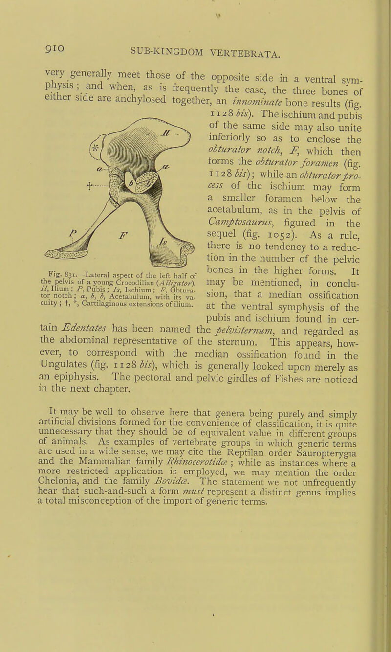 very generally meet those of the opposite side in a ventral sym- physis; and when, as is frequently the case, the three bones of either side are anchylosed together, an innominate bone results (fig. 112 8 bis). The ischium and pubis of the same side may also unite inferiorly so as to enclose the obturator notch, F, which then forms the obturator foramen (fig. 112 8 bis); while an obturator pro- cess of the ischium may form a smaller foramen below the acetabulum, as in the pelvis of Camptosaurus, figured in the sequel (fig. 1052). As a rule, there is no tendency to a reduc- tion in the number of the pelvic bones in the higher forais. It may be mentioned, in conclu- sion, that a median ossification at the ventral symphysis of the pubis and ischium found in cer- tain Edentates has been named the pelvisternum, and regarded as the abdominal representative of the sternum. This appears, how- ever, to correspond with the median ossification found in the Ungulates (fig. JX22> bis), which is generally looked upon merely as an epiphysis. The pectoral and pelvic girdles of Fishes are noticed in the next chapter. It may be well to observe here that genera being purely and simply artificial divisions formed for the convenience of classification, it is quite unnecessary that they should be of equivalent value in different groups of animals. As examples of vertebrate groups in which generic terms are used in a wide sense, we may cite the Reptilan order Sauropterygia and the Mammalian family Rhinocerotidcp. ; while as instances where a more restricted application is employed, we may mention the order Chelonia, and the family Bovidce. The statement we not unfrequently hear that such-and-such a form must represent a distinct genus implies a total misconception of the import of generic terms. Fig. 831.—Lateral aspect of the left half of the pelvis of a young Crocodilian {Alligator). //, Ihum; /'.Pubis; Is, Ischium; Obtura- tor notch; a, b, b, Acetabulum, with its va- cuity ; t. *, Cartilaginous extensions of ilium.