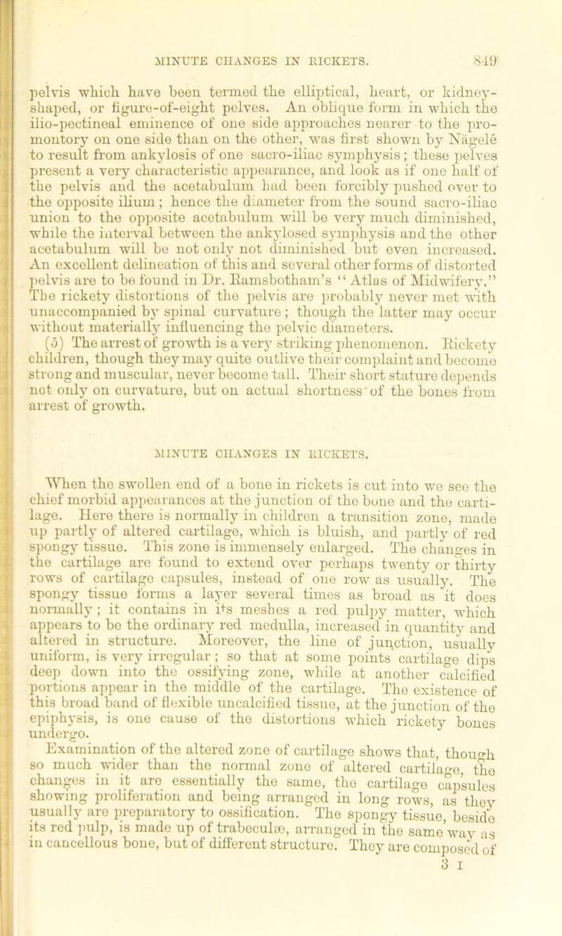 pelvis which have been termed the elliptical, heart, or kidney- shaped, or figure-of-eight pelves. An oblique form in which the ilio-pectineal eminence of one side approaches nearer to the pro- montory on one side than on the other, was first shown by Nagele to result from ankylosis of one sacro-iliac symphysis; these pelves present a very characteristic appearance, and look as if one half of the pelvis and the acetabulum had been forcibly pushed over to the opposite ilium; hence the diameter from the sound sacro-iliac union to the opposite acetabulum will be very much diminished, while the interval between the ankylosed symphysis and the other acetabulum will be not only not diminished but even increased. An excellent delineation of this and several other forms of distorted pelvis are to be found in Dr. Eamsbotham’s “ Atlas of Midwifery.” The rickety distortions of the pelvis are probably never met with unaccompanied by spinal curvature; though the latter may occur without materially influencing the pelvic diameters. (5) The arrest of growth is a very striking phenomenon. Rickety children, though they may quite outlive their complaint and become strong and muscular, never become tall. Their short stature depends not only on curvature, but on actual shortness‘of the bones from arrest of growth. MINUTE CHANGES IN RICKETS. When the swollen end of a bone in rickets is cut into we see the chief morbid appearances at the junction of the bone and the carti- lage. Here there is normally in children a transition zone, made up partly of altered cartilage, which is bluish, and partly of red spongy tissue. This zone is immensely enlarged. The changes in the cartilage are found to extend over perhaps twenty or thirty rows of cartilage capsules, instead of one row as usually. The spongy tissue forms a layer several times as broad as it does normally; it contains in its meshes a red pulpy matter, which appears to be the ordinary red medulla, increased in quantity and altered in structure. Moreover, the line of junction, usually uniform, is very irregular; so that at some points cartilage dips deep down into the ossifying zone, while at another calcified portions appear in the middle of the cartilage. The existence of this broad band of flexible uncalcified tissue, at the junction of the epiphysis, is one cause of the distortions which rickety bones undergo. Examination of the altered zone of cartilage shows that, though so much wider than the normal zone of altered cartilage, the changes in it are essentially the same, the cartilage capsules showing proliferation and being arranged in long rows, as they usually are preparatory to ossification. The spongy tissue, beside its red pulp, is made up of trabeculae, arranged in the same’wav ns in cancellous bone, but of different structure. They are composed of 3 i