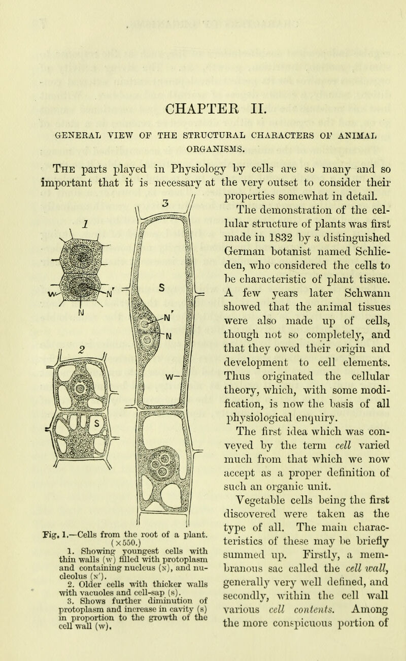 CHAPTEK 11. GENERAL VIEW OP THE STRUCTURAL CHARACTERS Or ANIMAL ORGANISMS. The parts played in Physiology by cells are so many and so important that it is necessary at the very outset to consider their properties somewhat in detail. The demonstration of the cel- lular structure of plants was first made in 1832 by a distinguished German botanist named Schlie- den, who considered the cells to be characteristic of plant tissue. A few years later Schwann showed that the animal tissues were also made up of cells, though not so completely, and that they owed their origin and development to cell elements. Thus originated the cellular theory, which, with some modi- fication, is now the basis of all physiological enquiry. The fir.st idea which was con- veyed by tlie term cell varied much from that which we now accept as a proper definition of such an organic unit. Vegetable cells being the first discovered were taken as the type of all. The main charac- teristics of these may be briefly summed up. Firstly, a mem- branous sac called the cell ivall, generally very well delined, and secondly, within the cell wall various cell contents. Among the more con&j)icuous portion of Cells from the root of a plant. (X550.) 1. Showing youngest cells with thin walls (w) filled with protoplasm and containing nucleus (x), and nu- cleolus (n'). 2. Older cells with thicker walls with vacuoles and cell-sap (s). 3. Shows further diminution of protoplasm and increase in cavity (s) in proportion to the growth of the cell wall (w).