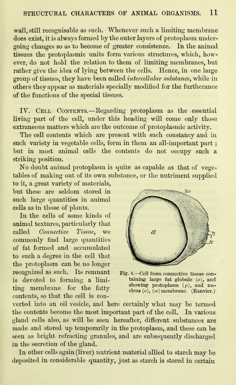 wall, still recognisable as siicli. Whenever such a limiting membrane does exist, it is always formed by the outer layers of protoplasm under- going changes so as to become of greater consistence. In the animal tissues the protoplasmic units form various structures, which, how- ever, do not hold the relation to them of limiting membranes, but rather give the idea of lying between the cells. Hence, in one large grouj) of tissues, they have been called intercellular substance, while in others they ajDpear as materials specially modified for the furtherance of the functions of the special tissues. lY. Cell Contents.—Regarding protoplasm as the essential living part of the cell, under this heading will come only those extraneous matters which are the outcome of protoplasmic activity. The cell contents which are present with such constancy and in such variety in vegetable cells, form in them an all-important part ; but in most animal cells the contents do not occupy such a striking position. No doubt animal protoplasm is quite as capable as that of vege- tables of making out of its own substance, or the nutriment supplied to it, a great variety of materials, but these are seldom stored in such large quantities in animal cells as in those of plants. In the cells of some kinds of animal textures, particularly that called Connective Tissue, we commonly find large quantities of fat formed and accumulated to such a degree in the cell that the protoplasm can be no longer recognized as such. Its remnant is devoted to forming a limi- ting membrane for the fatty contents, so that the cell is con- verted into an oil vesicle, and here certainly what may be termed the contents become the most important part of the cell. In various gland cells also, as will be seen hereafter, different substances are made and stored up temporarily in the protoplasm, and these can be seen as bright refracting granules, and are subsequently discharged in the secretion of the gland. In other cells again (liver) nutrient material allied to starch may be deposited in considerable quantity, just as starch is stored in certain Fig, 4.—Cell from connective tissue con- taining- large fat globule (a), and showing protoplasm (^), and nu- cleus [n], {m) membrane. (Ranvier.)