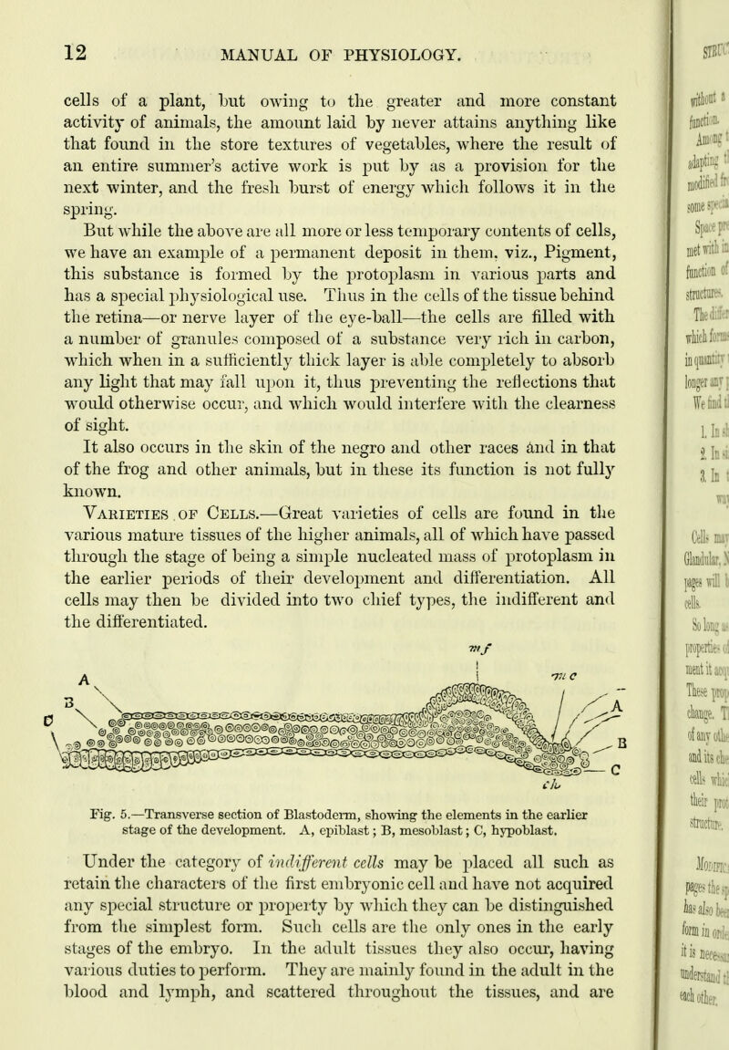 cells of a plant, but owing t(j the greater and more constant activity of animals, the amount laid by never attains anything like that found in the store textures of vegetables, where the result of an entire summer's active work is put by as a provision for the next winter, and the fresh burst of energy which follows it in the spring. But while the above are all more or less temporary contents of cells, we have an example of a permanent deposit in them, viz., Pigment, this substance is formed by the j^rotoplasm in various parts and has a special phj^siological use. Thus in the cells of the tissue behind the retina—or nerve layer of the eye-ball—the cells are filled with a number of granules composed of a substance very rich in carbon, which when in a sufficiently thick layer is able completely to absorb any light that may fall upon it, thus preventing the reflections that w^ould otherwise occur, and which would interfere with the clearness of sight. It also occurs in the skin of the negro and other races imd in that of the frog and other animals, but in these its function is not fully known. Varieties OF Cells.—Great varieties of cells are found in the various mature tissues of the higher animals, all of which have passed through the stage of being a simple nucleated mass of protoplasm in the earlier periods of their development and differentiation. All cells may then be divided into two chief types, the indifferent and the differentiated. mf Fig. 5.—Transverse section of Blastoderm, showing the elements in the earlier stage of the development. A, epiblast; B, mesoblast; C, hypoblast. Under the category of indifferent cells may be placed all such as retain the characters of the first embryonic cell and have not acquired any special structure or property by which they can be distinguished from the simplest form. Such cells are the only ones in the early stages of the embryo. In the adult tissues they also occur, having various duties to perform. They are mainly found in the adult in the blood and lymph, and scattered throughout the tissues, and are