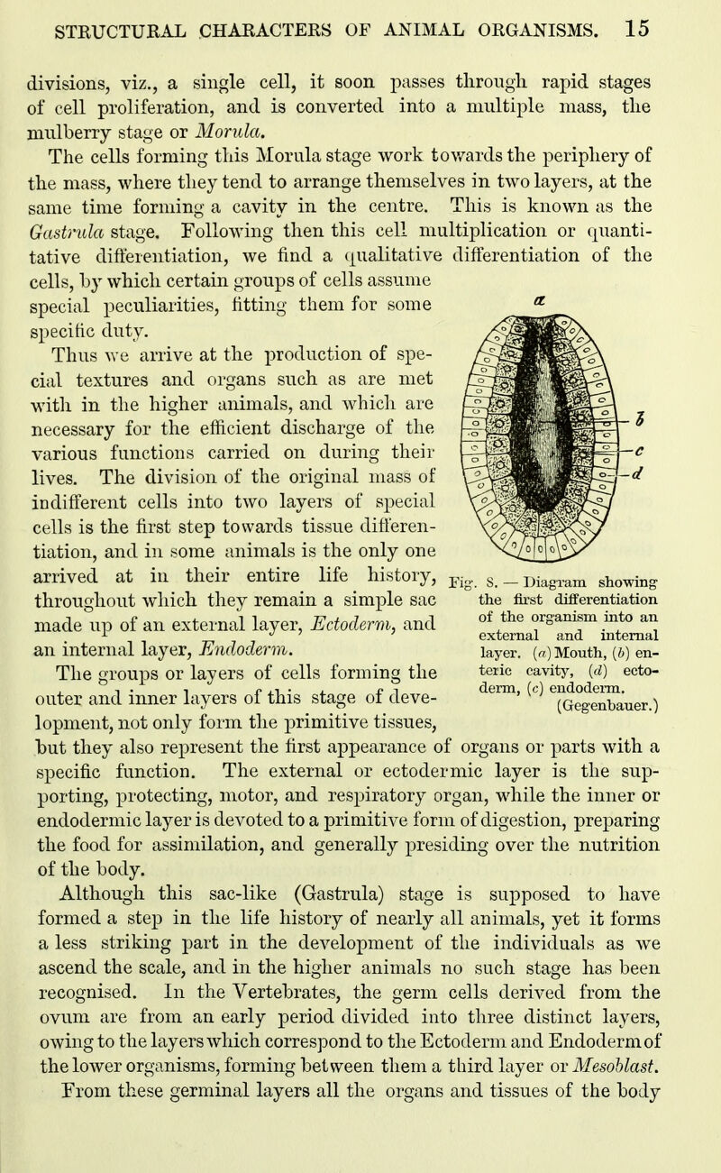 divisions, viz., a single cell, it soon passes through rapid stages of cell proliferation, and is converted into a multiple mass, the mulberry stage or Morula. The cells forming this Morula stage work tov^ards the periphery of the mass, where they tend to arrange themselves in two layers, at the same time forming a cavity in the centre. This is known as the Gastrula stage. Following then this cell multiplication or quanti- tative differentiation, we find a qualitative differentiation of the cells, by which certain groups of cells assume special peculiarities, fitting them for some specitic duty. Thus we arrive at the production of spe- cial textures and organs such as are met with in the higher animals, and Avhicli are necessary for the efficient discharge of the various functions carried on during their lives. The division of the original mass of indifferent cells into two layers of special cells is the first step towards tissue differen- tiation, and in some animals is the only one arrived at in their entire life history, throughout which they remain a simple sac made up of an external layer, Ectoderm, and an internal layer, Endoderm. The groups or layers of cells forming the outer and inner layers of this stage of deve- lopment, not only form the primitive tissues, but they also represent the first appearance of organs or parts with a specific function. The external or ectodermic layer is the sup- porting, protecting, motor, and respiratory organ, while the inner or endodermic layer is devoted to a primitive form of digestion, preparing the food for assimilation, and generally presiding over the nutrition of the body. Although this sac-like (Gastrula) stage is supposed to have formed a step in the life history of nearly all animals, yet it forms a less striking part in the development of the individuals as we ascend the scale, and in the higher animals no such stage has been recognised. In the Vertebrates, the germ cells derived from the ovum are from an early period divided into three distinct layers, owing to the layers which correspond to the Ectoderm and Endoderm of the lower organisms, forming between them a third layer or Mesoblast. From these germinal layers all the organs and tissues of the body S. — Diagram showing the first differentiation of the organism into an external and internal layer, {a) Mouth, {b) en- teric cavity, {d) ecto- derm, (c) endoderm. (Gegenbauer.)