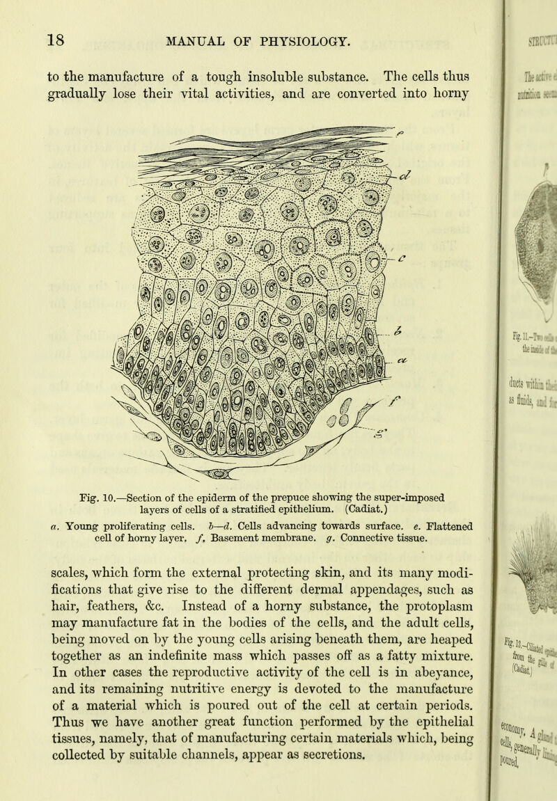to the manufacture of a tough, insoluble substance. The cells thus gradually lose their vital activities, and are converted into horny Fig. 10.—Section of the epiderm of the prepuce showing the super-imposed layers of cells of a stratified epithelium. (Cadiat.) a. Young proliferating cells, b—d. Cells advancing towards surface, e. Flattened ceU of homy layer. /. Basement membrane, g. Connective tissue. scales, which form the external protecting skin, and its many modi- fications that give rise to the different dermal appendages, such as hair, feathers, &c. Instead of a horny substance, the protoplasm may manufacture fat in the bodies of the cells, and the adult cells, being moved on by the young cells arising beneath them, are heaped together as an indefinite mass which passes off as a fatty mixture. In other cases the reproductive activity of the cell is in abeyance, and its remaining nutritive energy is devoted to the manufacture of a material which is poured out of the cell at certain periods. Thus we have another great function performed by the epithelial tissues, namely, that of manufacturing certain materials which, being collected by suitable channels, appear as secretions.