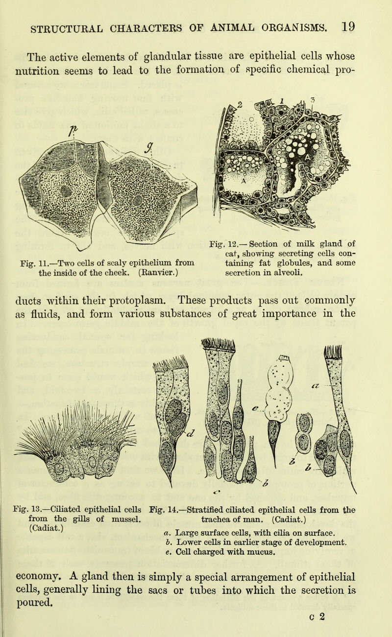 The active elements of glandular tissue are epithelial cells whose nutrition seems to lead to the formation of specific chemical pro- Fig. 11.—Two cells of scaly epithelium from. taioing fat globules, and some the inside of the cheek. (Eanvier.) secretion in alveoli. ducts within their protoplasm. These products pass out commonly as fluids, and form various substances of great importance in the Fig. 13.—CiHated epithelial cells Fig. 14.—Stratified ciliated epithelial cells from the from the gills of mussel. trachea of man. (Cadiat.) (Cadiat.) ^ Large surface cells, with cilia on surface. b. Lower ceUs in earlier stage of development. e. Cell charged with mucus. economy. A gland then is simply a special arrangement of epithelial cells, generally lining the sacs or tubes into which the secretion is poured. c 2