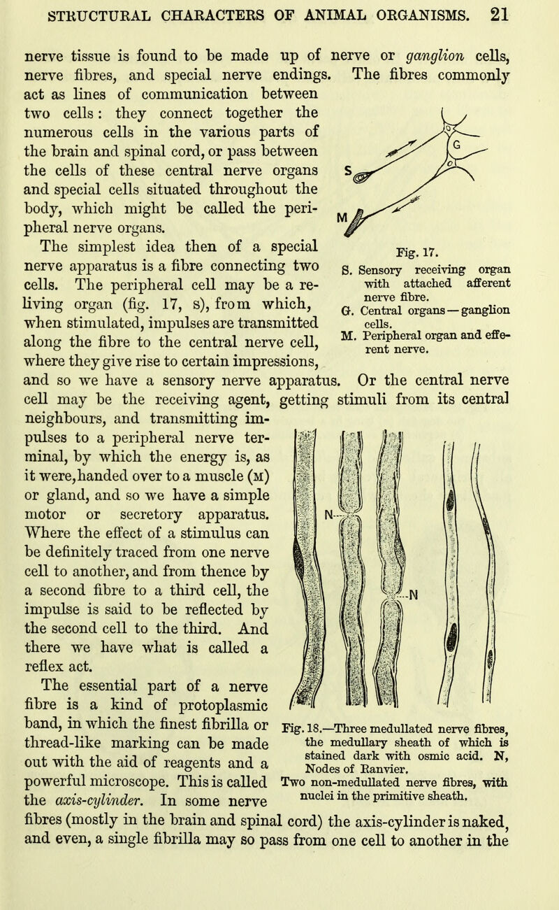 Fig. 17. S. Sensory receiving oi^an •with attached afferent nerve fibre. G. Central organs—ganglion cells. M. Peripheral organ and effe- rent nerve. nerve tissue is found to be made up of nerve or ganglion cells, nerve fibres, and special nerve endings. The fibres commonly act as lines of communication between two cells: they connect together the numerous cells in the various parts of the brain and spinal cord, or pass between the cells of these central nerve organs and special cells situated throughout the body, which might be called the peri- pheral nerve organs. The simplest idea then of a special nerve apparatus is a fibre connecting two cells. The peripheral cell may be a re- living organ (fig. 17, s), from which, when stimulated, impulses are transmitted along the fibre to the central nerve cell, where they give rise to certain impressions, and so we have a sensory nerve apparatus. Or the central nerve cell may be the receiving agent, getting stimuli from its central neighbours, and transmitting im- pulses to a peripheral nerve ter- minal, by which the energy is, as it were,handed over to a muscle (m) or gland, and so we have a simple motor or secretory apparatus. Where the effect of a stimulus can be definitely traced from one nerve cell to another, and from thence by a second fibre to a third cell, the impulse is said to be reflected by the second cell to the third. And there we have what is called a reflex act. The essential part of a nerve fibre is a kind of protoplasmic band, in which the finest fibrilla or thread-like marking can be made out with the aid of reagents and a powerful microscope. This is called the axis-cylinder. In some nerve fibres (mostly in the brain and spinal cord) the axis-cylinder is naked, and even, a single fibrilla may so pass from one ceU to another in the Fig, 18.—Three meduUated nerve fibres, the medullary sheath of which is stained dark with osmic acid. N, Nodes of Eanvier. Two non-medrdlated nerve fibres, with nuclei in the primitive sheath.