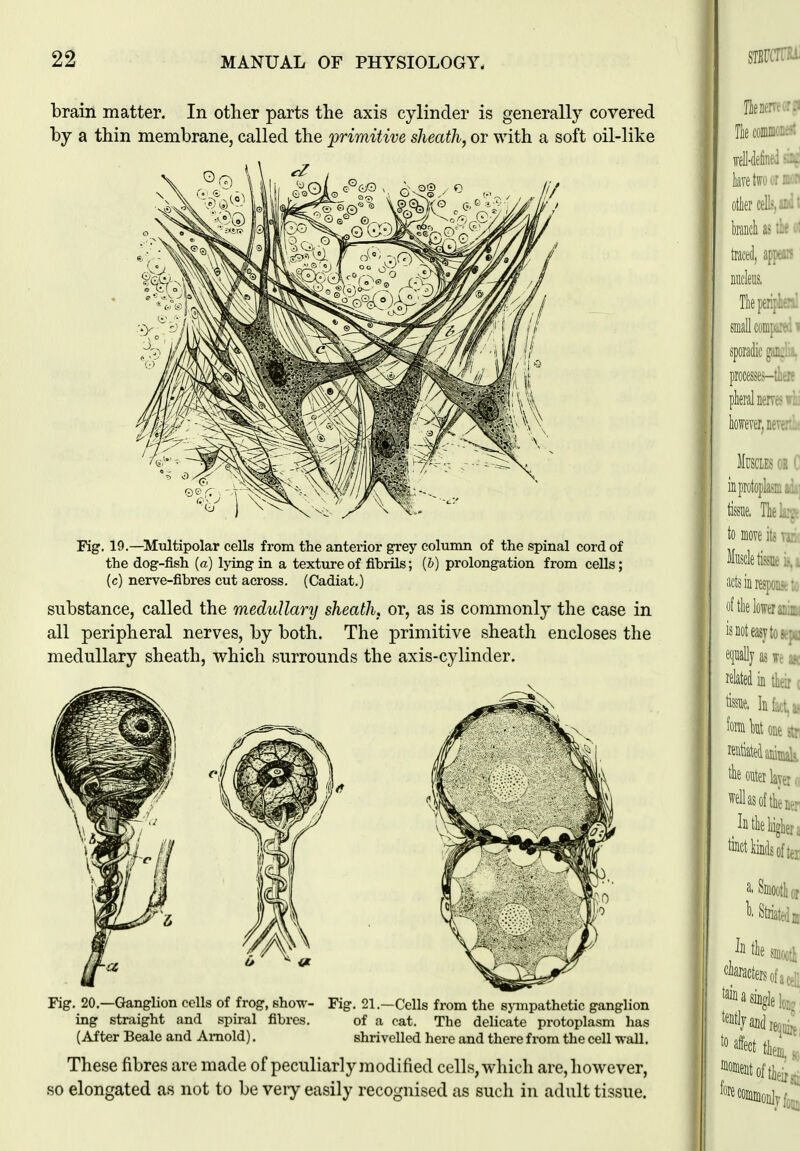 2^ brain matter. In other parts the axis cylinder is generally covered by a thin membrane, called the primitive sheath, or with a soft oil-like Fig. 19.—^Multipolar cells from the anterior grey column of the spinal cord of the dog-fish (a) lying in a texture of fibrils; {h) prolongation from cells; (c) nerve-fibres cut across. (Cadiat.) substance, called the medullary sheath, or, as is commonly the case in all peripheral nerves, by both. The primitive sheath encloses the medullary sheath, which surrounds the axis-cylinder. Fig. 20.—Ganglion cells of frog, show- Fig. 21.—Cells from the sympathetic ganglion ing straight and spiral fibres. of a cat. The delicate protoplasm has (After Beale and Arnold), shrivelled here and there from the cell wall. These fibres are made of peculiarly modified cells, which are, however, so elongated as not to be very easily recognised as such in adult tissue.