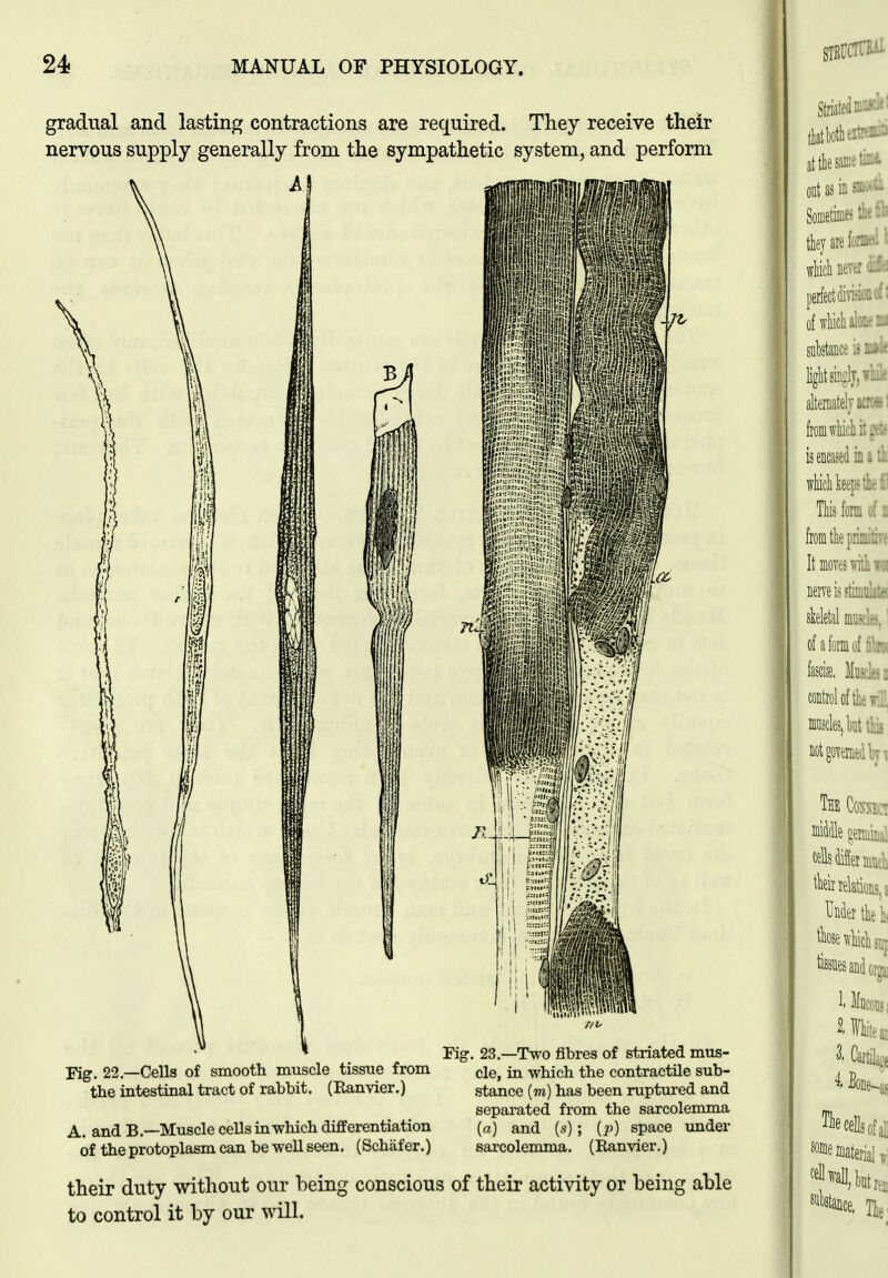 gradual and lasting contractions are required. They receive their nervous supply generally from the sympathetic system, and perform Fig. 22.—Cells of smooth muscle tissue from dg, in which the contractile sub- the intestinal tract of rabbit. (Eanvier.) stance (to) has been ruptured and separated from the sarcolemma A. and B.—Muscle cells in which differentiation {a} and (s); (;') space xmder of the protoplasm can be well seen. (Schiifer.) sarcoleroma. (Ranvier.) their duty without our being conscious of their activity or being able to control it by our will.