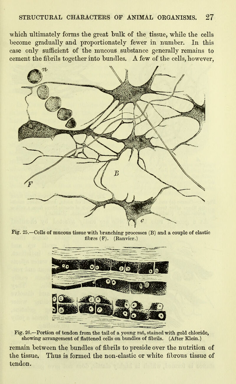 which ultimately forms the great bulk of the tissue, while the cells become gradually and proportionately fewer in number. In this case only sufficient of the mucous substance generally remains to cement the fibrils together into bundles. A few of the cells, however, Fig. 25.—Cells of mucous tissue with branching processes (B) and a couple of elastic fibres (F). (Ranvier.) Fig. 26.—Portion of tendon from the tail of a young rat, stained with gold chloride, showing arrangement of flattened cells on bundles of fibrils. (After Klein.) remain between the bundles of fibrils to preside over the nutrition of the tissue. Thus is formed the non-elastic or white fibrous tissue of tendon.