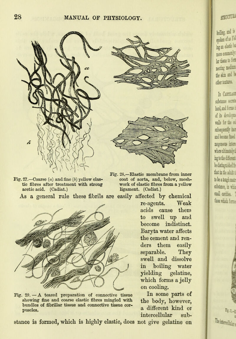 Fig. 27.—Coarse [a) and fine [b] yellow elas- tic fibres after treatment with strong acetic acid. (Cadiat.) Fig. 28.—Elastic membrane from inner coat of aorta, and, below, mesh- work of elastic fibres from a yellow ligament. (Cadiat.) As a general rule these fibrils are easily affected by chemical re-agents. Weak acids cause them to swell up and become indistinct. Baryta water affects the cement and ren- ders them easily se]Darable. They swell and dissolve in boiling water yielding gelatine, which forms a jelly on cooling. In some parts of the body, however, a different kind oi intercellular sub- stance is formed, which is highly elastic, does not give gelatine on Fig. 29.—A teazed preparation of connective tissue showing fine and coarse elastic fibres mingled with bundles of fibrillar tissue and connective tissue cor- puscles.