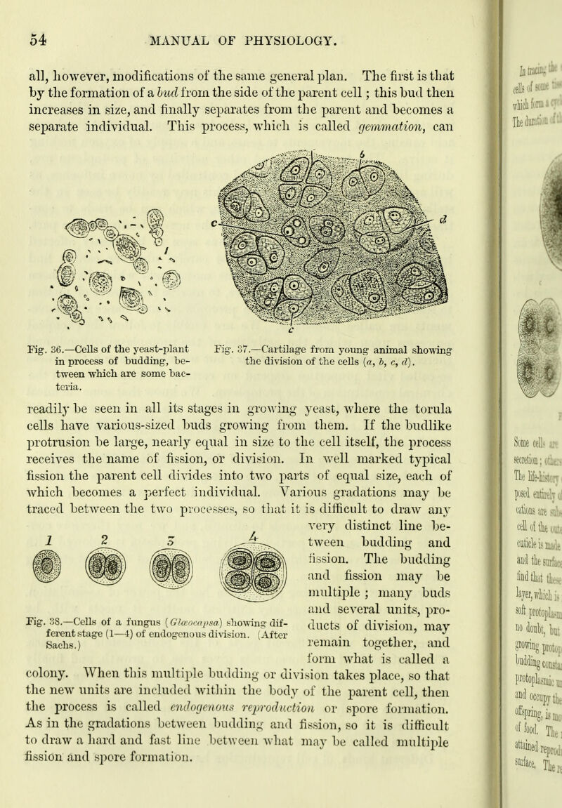 all, however, modificatioiis of the same general j^lan. The first is that by the formation of a hud from the side of the parent cell; this bud then increases in size, and finally separates from the parent and becomes a separate individual. This process, which is called gemmation, can Fig. 36.—Cells of the yeast-plant in process of budding, be- tween -which are some bac- teria. Fic ]7.—Cartilage from young animal showing the division of the cells {a, i, c, d). readily be seen in all its stages in gi yeast, where the torula cells have various-sized buds growing from them. If the budlike X^rotrusion be large, nearly equal in size to the cell itself, the process receives the name of fission, or division. In well marked typical fission the parent cell divides into two parts of equal size, each of which becomes a perfect individual. Various gradations may be traced between the two processes, so tliat it is difficult to draw any very distinct line be- 2 3 ^-Jx-^ tween budding and fission. The budding and fission may be multiple ; many buds and several units, pro- ducts of division, may remain together, and lorni what is called a colony. When this multiple budding or division takes place, so that the new units are included within the body of the parent cell, then the process is called endogenous reproduction or spore formation. As in the gradations between budding and fission, so it is difficult to draw a hard and fast line between what may be called multiple fission and sjoore formation. Fi . .SS.—Cells of a fungus {Glaorapsa) showing dif- ferent stage (1—4) of endogenous division. (After Sachs.)