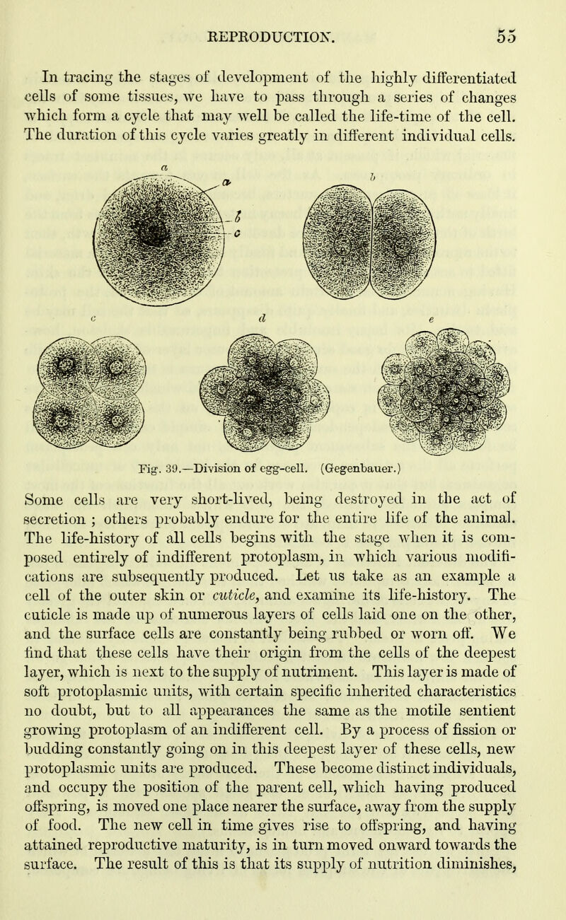 In tracing the stages of tlevelopment of tlie liighly differentiated cells of some tissues, we liave to pass tlirougli a series of changes which form a cycle that may well be called the life-time of the cell. The duration of this cycle varies greatly in different individual cells. a Fig. 39.—Division of egg-cell. (Gegenbauer.) Some cells are very short-lived, being destroyed in the act of secretion ; others probably endure for the entire life of the animal. The life-history of all cells begins with the stage when it is com- posed entirely of indifferent protoplasm, in which various modifi- cations are subsequently produced. Let us take as an example a cell of the outer skin or cuticle, and examine its life-history. The cuticle is made up of numerous layers of cells laid one on the other, and the surface cells are constantly being rubbed or worn off. We lind that these cells have their origin from the cells of the deepest layer, which is next to the supply of nutriment. This layer is made of soft protoplasmic units, with certain specific inherited characteristics no doubt, but to all appearances the same as the motile sentient growing protoplasm of an indifferent cell. By a process of fission or budding constantly going on in this deepest layer of these cells, new protoplasmic units are produced. These become distinct individuals, and occupy the position of the parent cell, which having produced offspring, is moved one place nearer the surface, away from the supply of food. The new cell in time gives rise to offspring, and having attained reproductive maturity, is in turn moved onward towards the surface. The result of this is that its supply of nutrition diminishes,