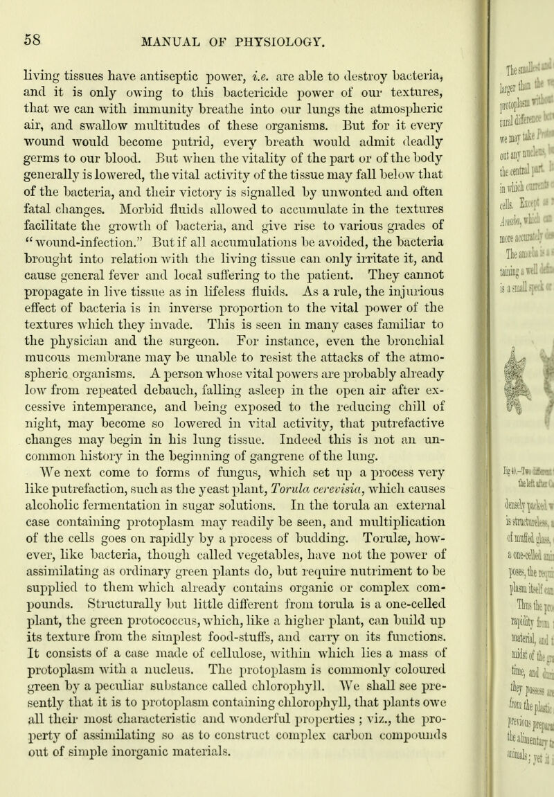 living tissues have antiseptic power, i.e. are able to destroy bacteria, and it is only owing to tliis bactericide power of our textures, tliat we can with immunity breathe into our lungs the atmospheric air, and swallow multitudes of these organisms. But for it every wound would become putrid, every breath would admit deadly germs to our blood. But Avhen the vitality of the part or of the body generally is lowered, the vital activity of the tissue may fall below that of the bacteria, and their victory is signalled by unwonted and often fatal changes. Morbid fluids allowed to accumulate in the textures facilitate the grov/th of bacteria, and give rise to various grades of  wound-infection. But if all accumulations be avoided, the bacteria brought into relation Avith the living tissue can only irritate it, and cause general fever and local suffering to the patient. They cannot propagate in live tissue as in lifeless fluids. As a rule, the injurious effect of bacteria is in inverse proportion to the vital power of the textures which they invade. This is seen in many cases familiar to the physician and the surgeon. For instance, even the bronchial mucous membrane may be unable to resist the attacks of the atmo- spheric organisms. A person whose vital powers are probably already low from repeated debauch, falling asleep in the open air after ex- cessive intemperance, and being exposed to the reducing chill of night, may become so lowered in vital activity, that putrefactive changes may begin in his lung tissue. Indeed this is not an un- common history in the beginning of gangrene of the lung. We next come to forms of fungus, wdiich set up a process very like putrefaction, such as the yeast plant, Torula cerevisia, which causes alcoholic fermentation in sugar solutions. In the torula an external case containing protoplasm may readily be seen, and multiplication of the cells goes on rapidly by a process of budding. Torulse, how- ever, like l)acteria, though called vegetables, have not the power of assimilating as ordinary green plants do, but require nutriment to be supplied to them which already contains organic or complex com- pounds. Structurally but little different from torula is a one-celled plant, the green protococcus, which, like a higher plant, can build up its texture from the simplest food-stuffs, and carry on its functions. It consists of a case made of cellulose, within which lies a mass of protoplasm with a nucleus. The protoplasm is commonly coloured green by a peculiar substance called chlorophyll. We shall see pre- sently that it is to protoplasm containing chlorophyll, that plants owe all their most characteristic and wonderful properties ; ^'iz., the pro- perty of assindlating so as to construct complex carbon compounds out of simple inorganic materials.